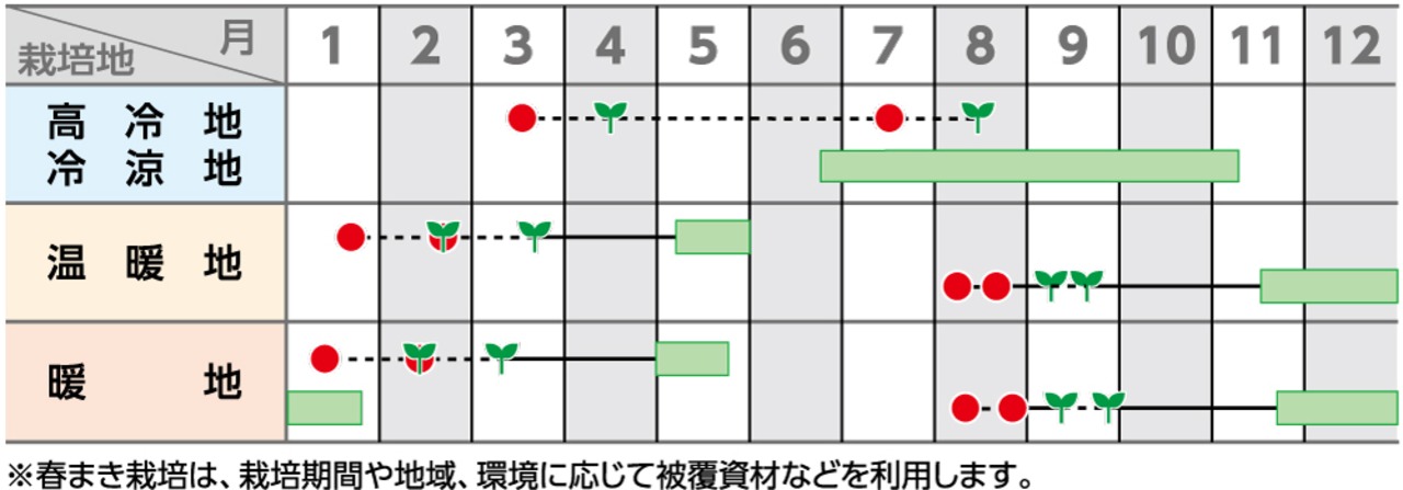 ブロッコリー「おはよう」（2000粒）・画像2
