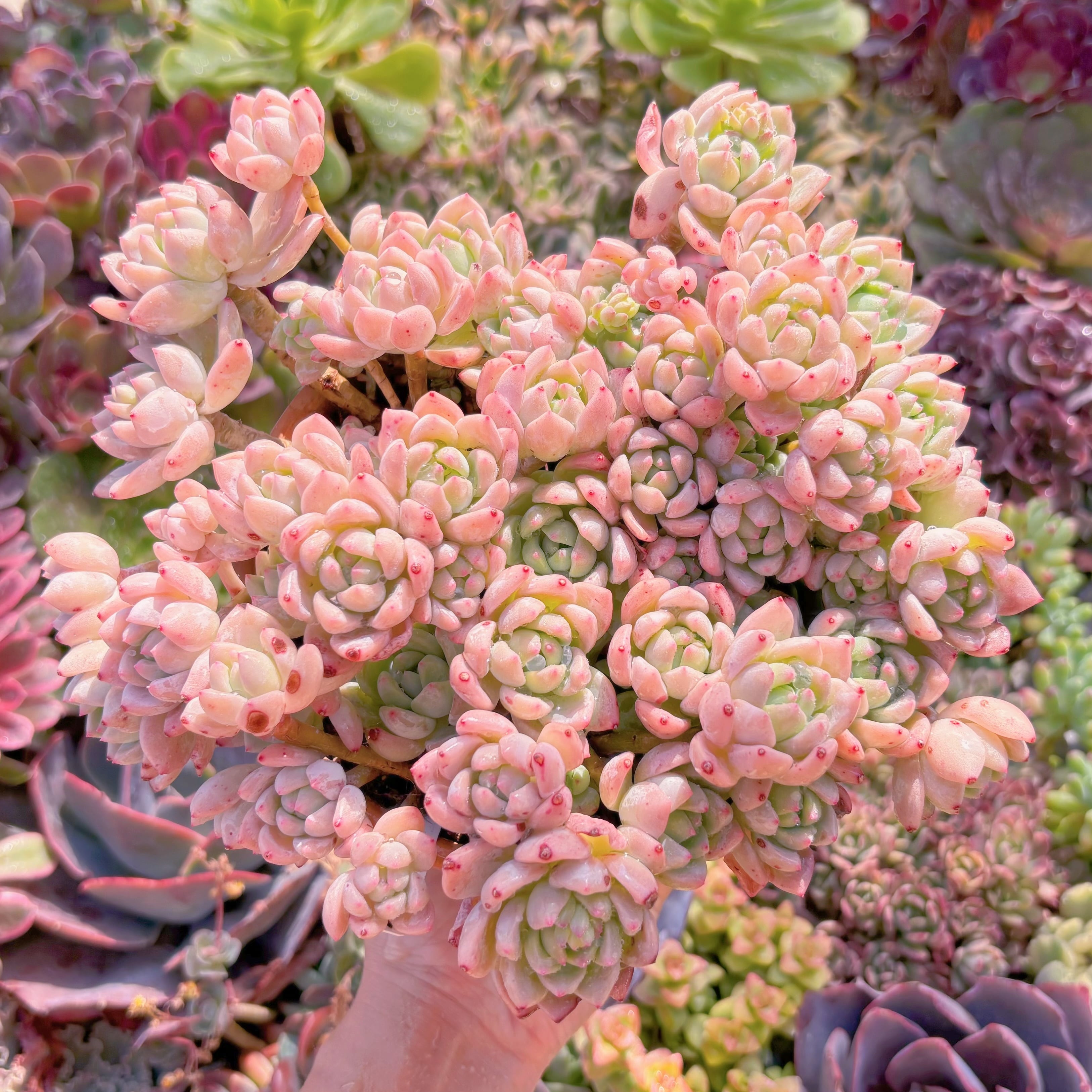 現品　プロリフェラxラウル#543　特大群生　るる農園