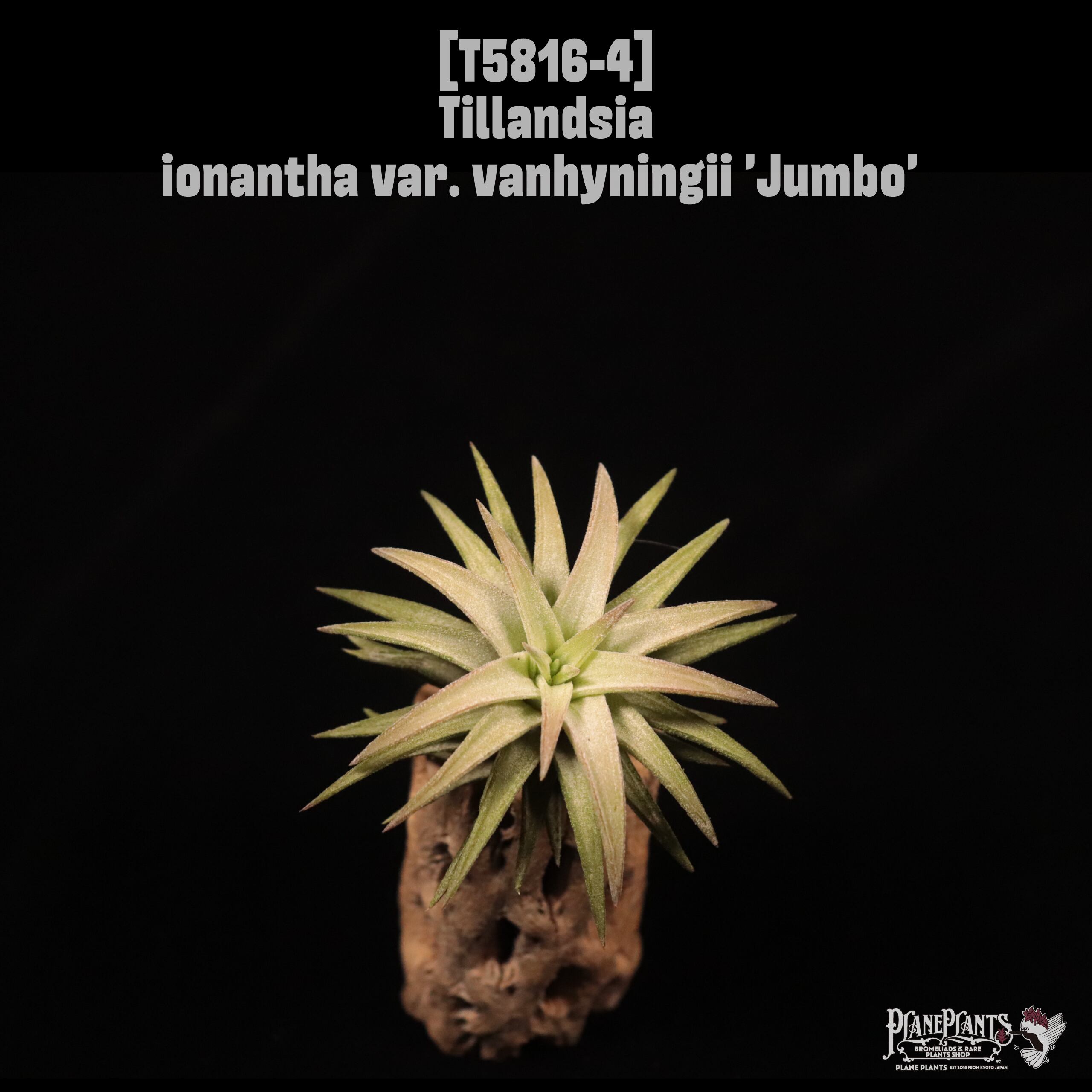ionantha | plane plants
