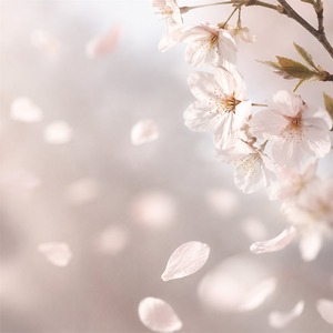 4月限定｜花霞 — PÉTALE