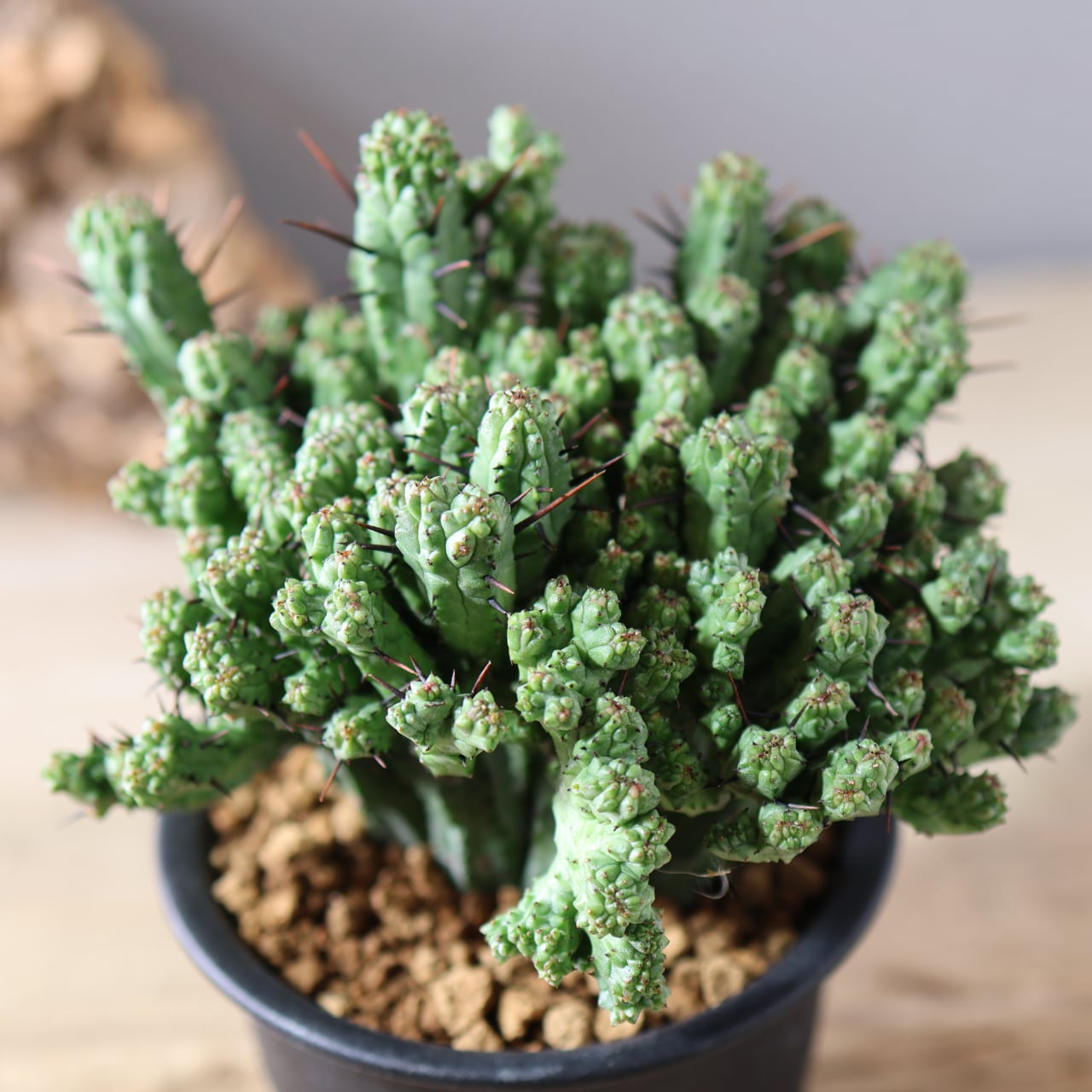 452 波打つ稜線『ユーフォルビア エノプラ クリスタータ 紅彩閣』観葉