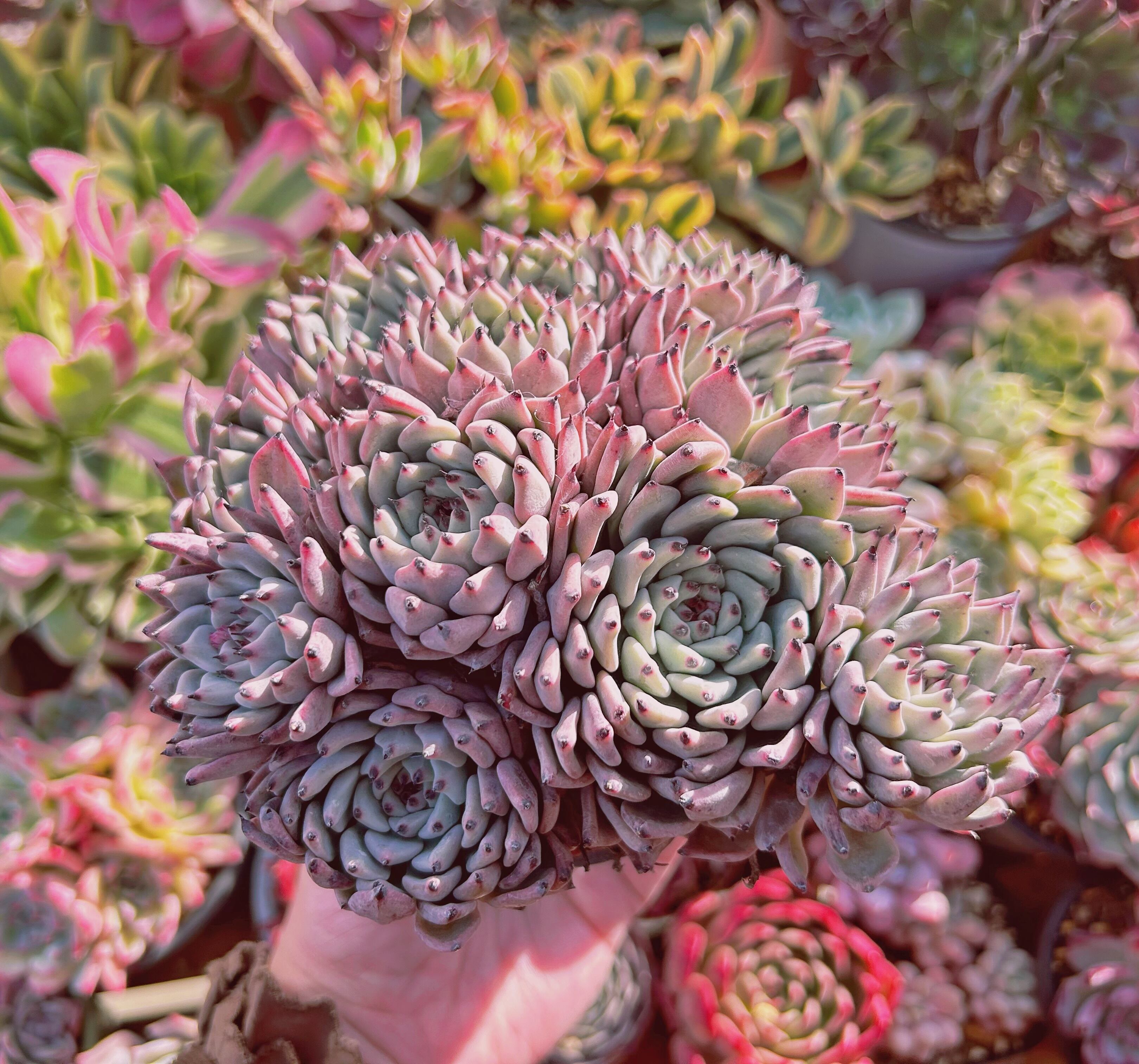 多肉植物 Echeveria ザラゴーサ 7頭以上 特大群生 | るる農園~多肉植物専門