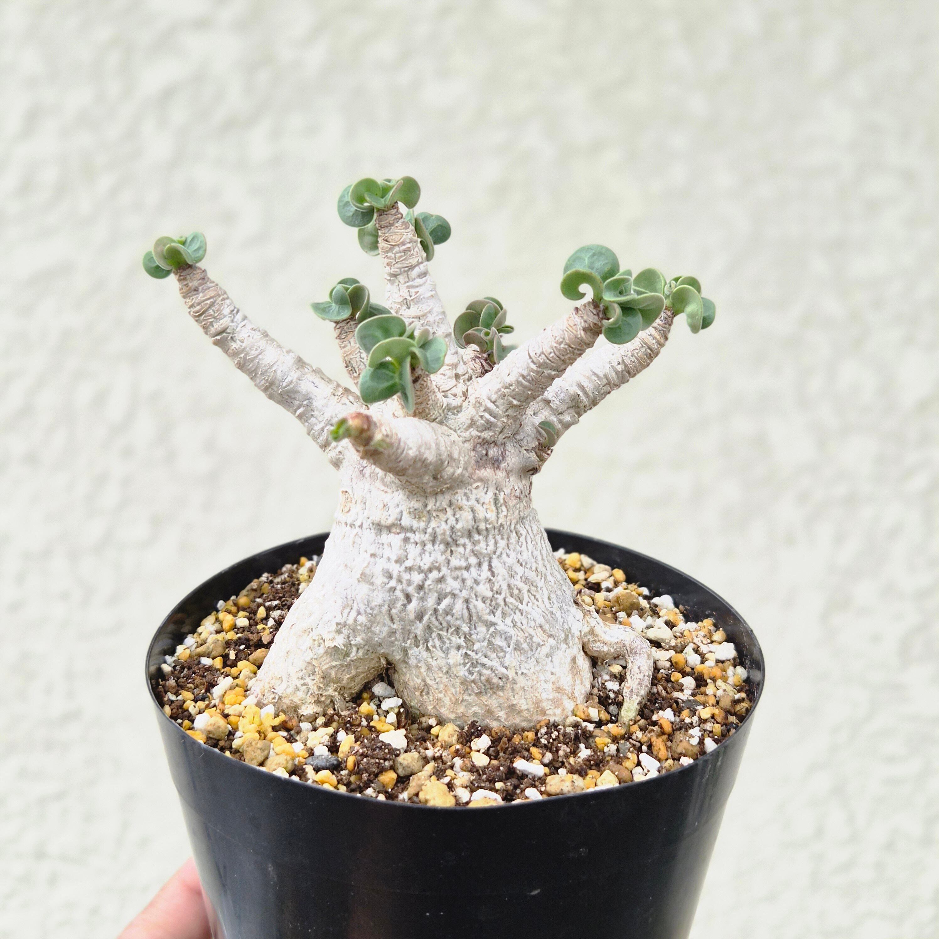 Lサイズ③《 Adenium Arabicum D.H.A》アデニウム アラビカム 獅子葉 ドーセットホーン 塊根植物 巻葉