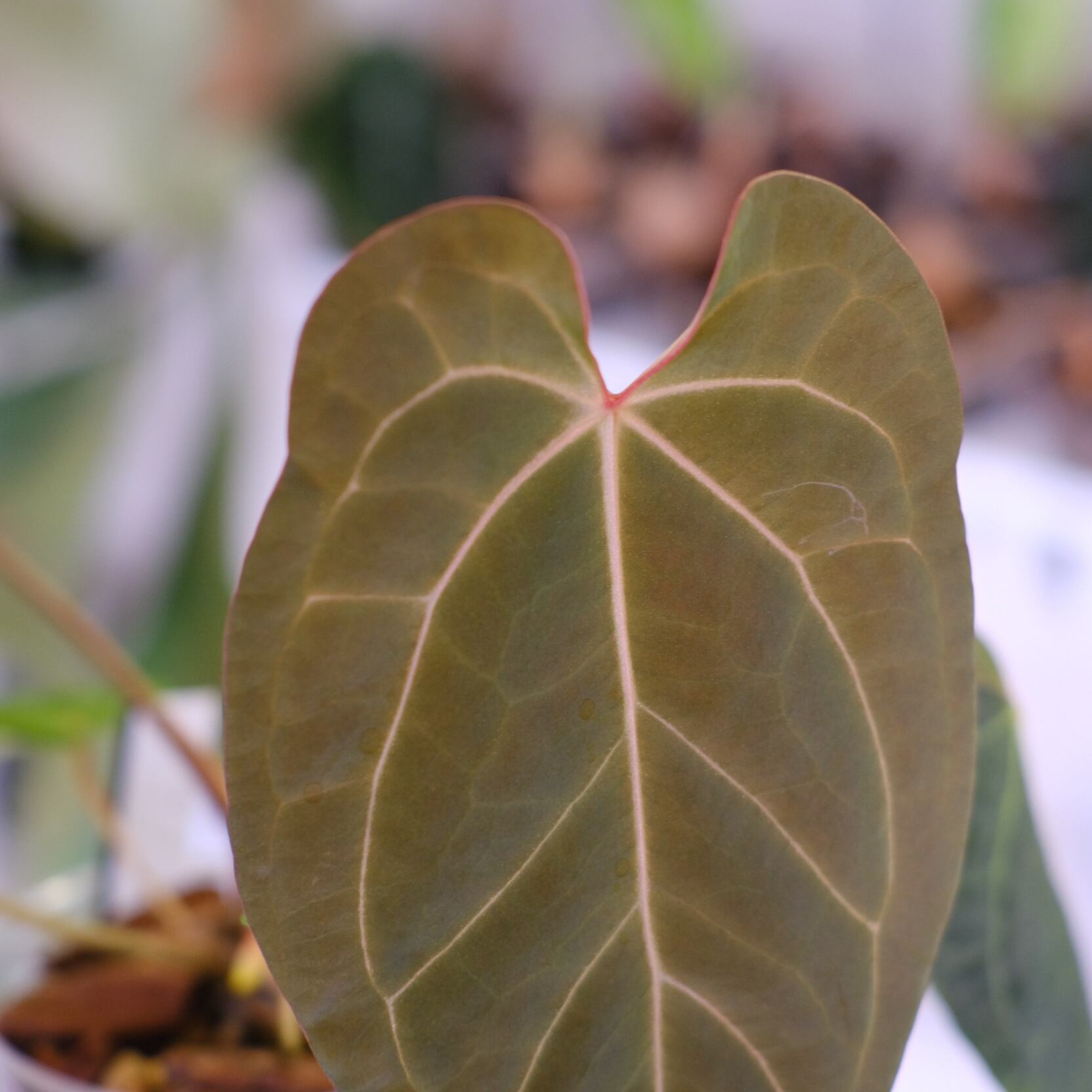 Anthurium Ace of Spade × Anthurium Zara × Michelle│アンスリウム