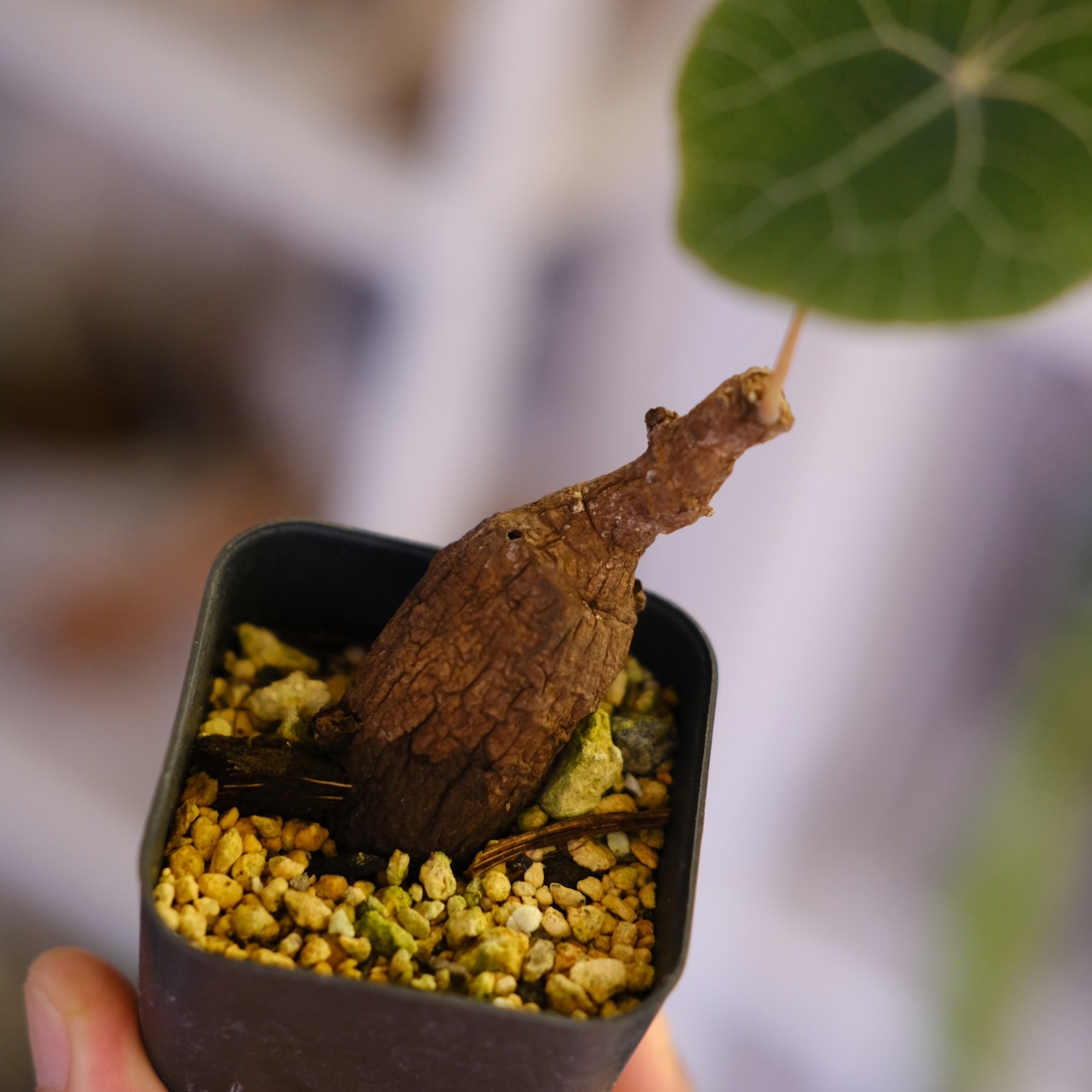 Stephania kaweesakii│ステファニア カウィーサキー⑩│観葉植物