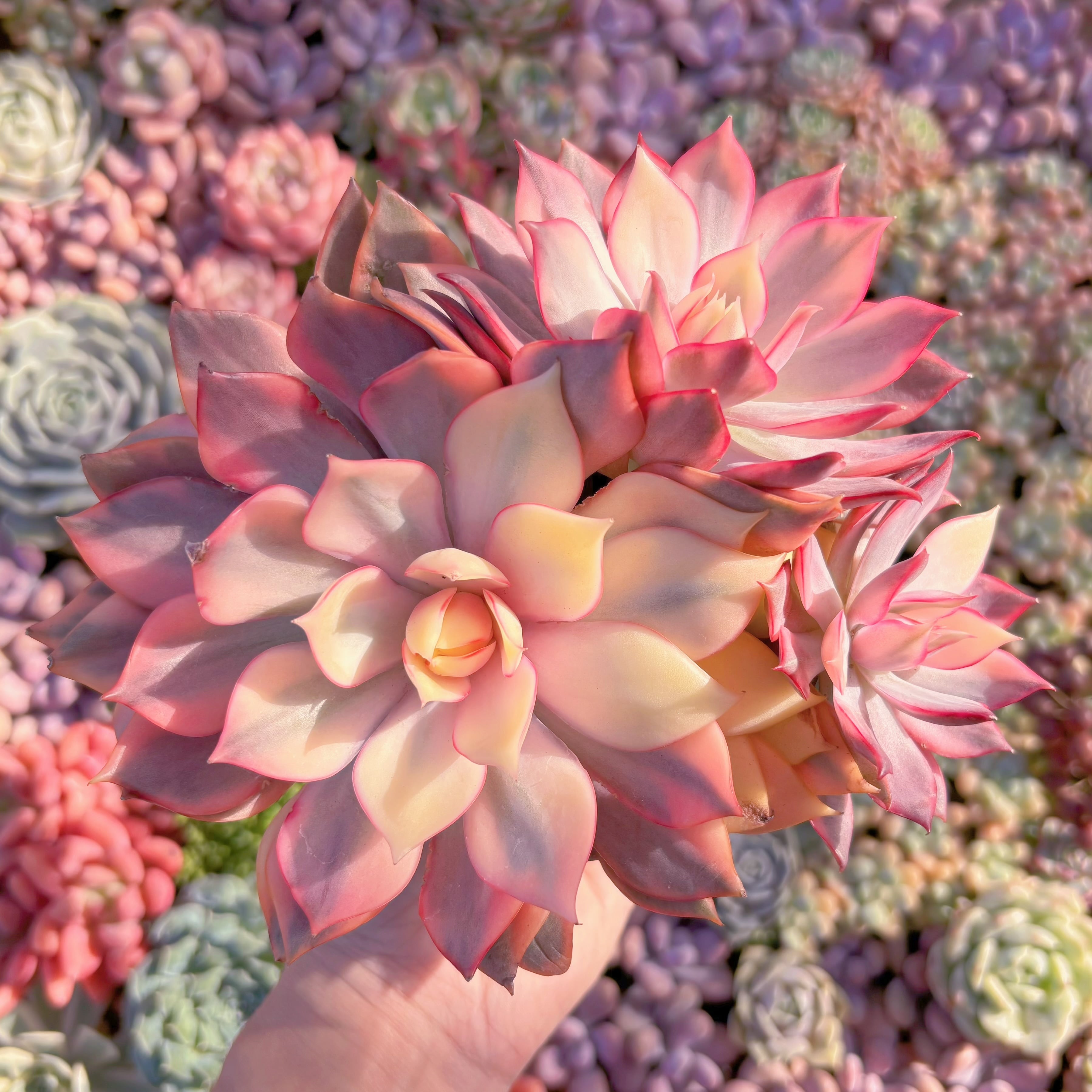 現品　Echeveria ’Yeon-Deung‘ variegata#A042　群生　るる農園
