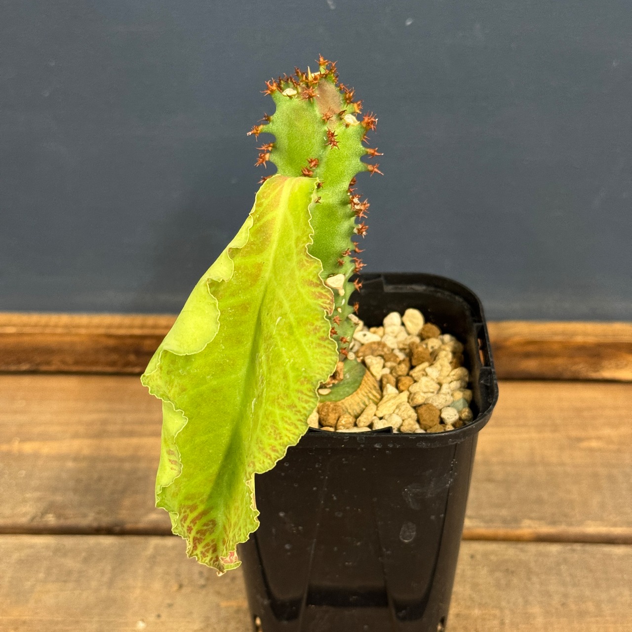 ユーフォルビア　マグニフィカ【1002】