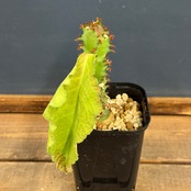 ユーフォルビア　マグニフィカ【1002】