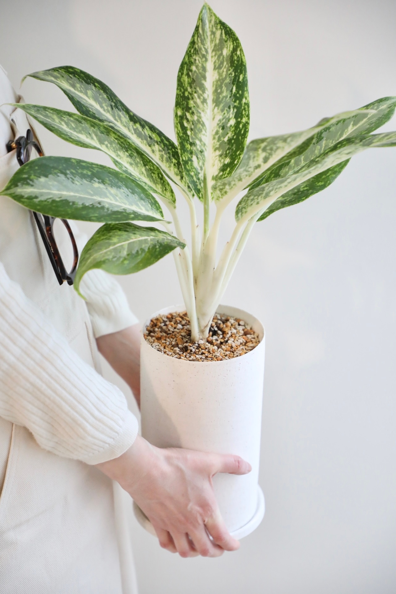 【M】アグラオネマ ミルキーウェイ /Aglaonema milky way ※陶器鉢付き