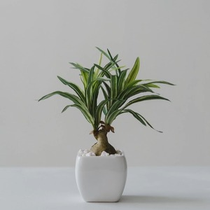 Green ノリナ 鉢付き フェイクグリーン