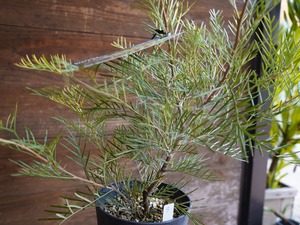 【現物】グレビレア　”アイボリーホイップ”　B