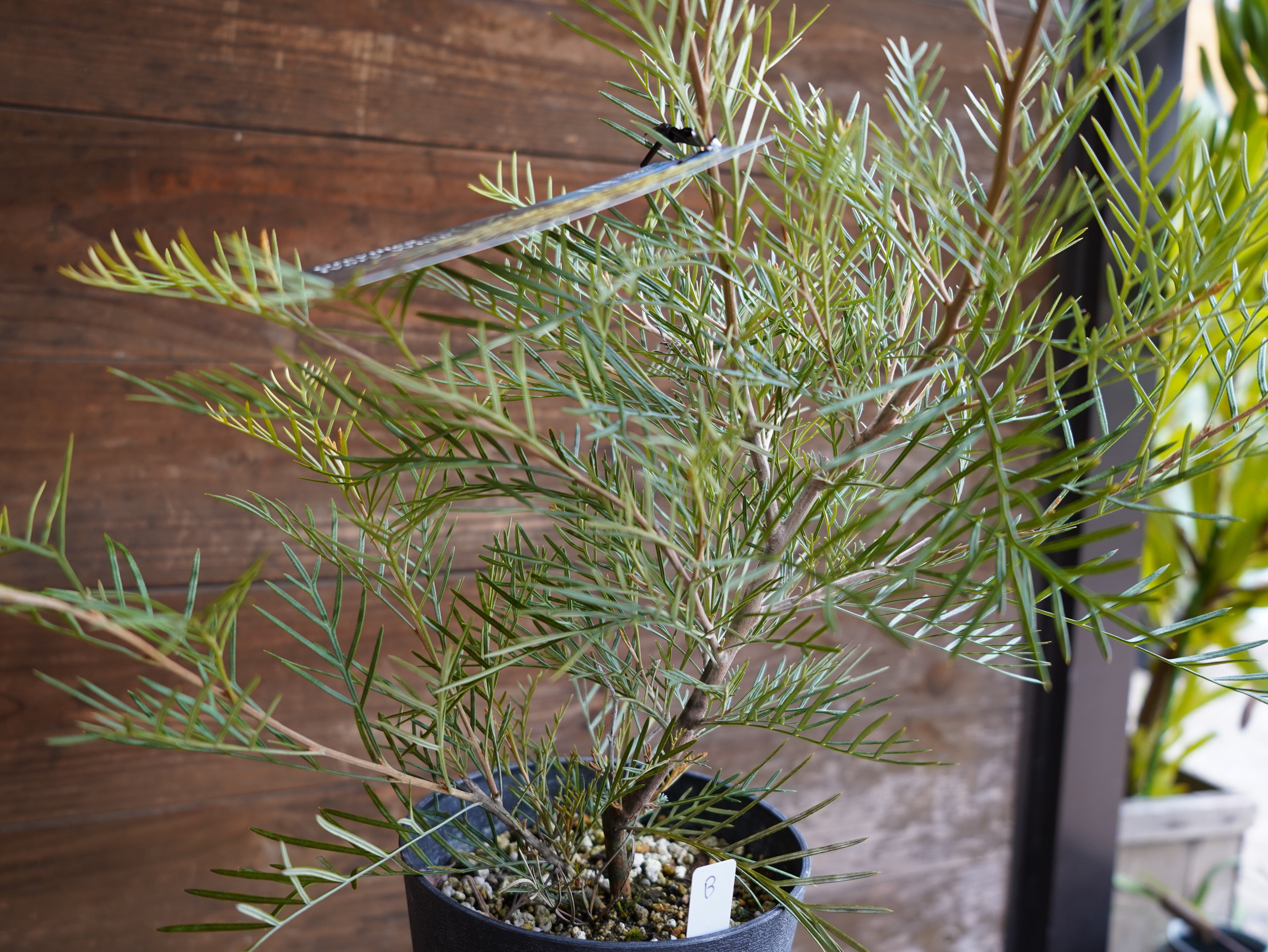 【現物】グレビレア　”アイボリーホイップ”　B