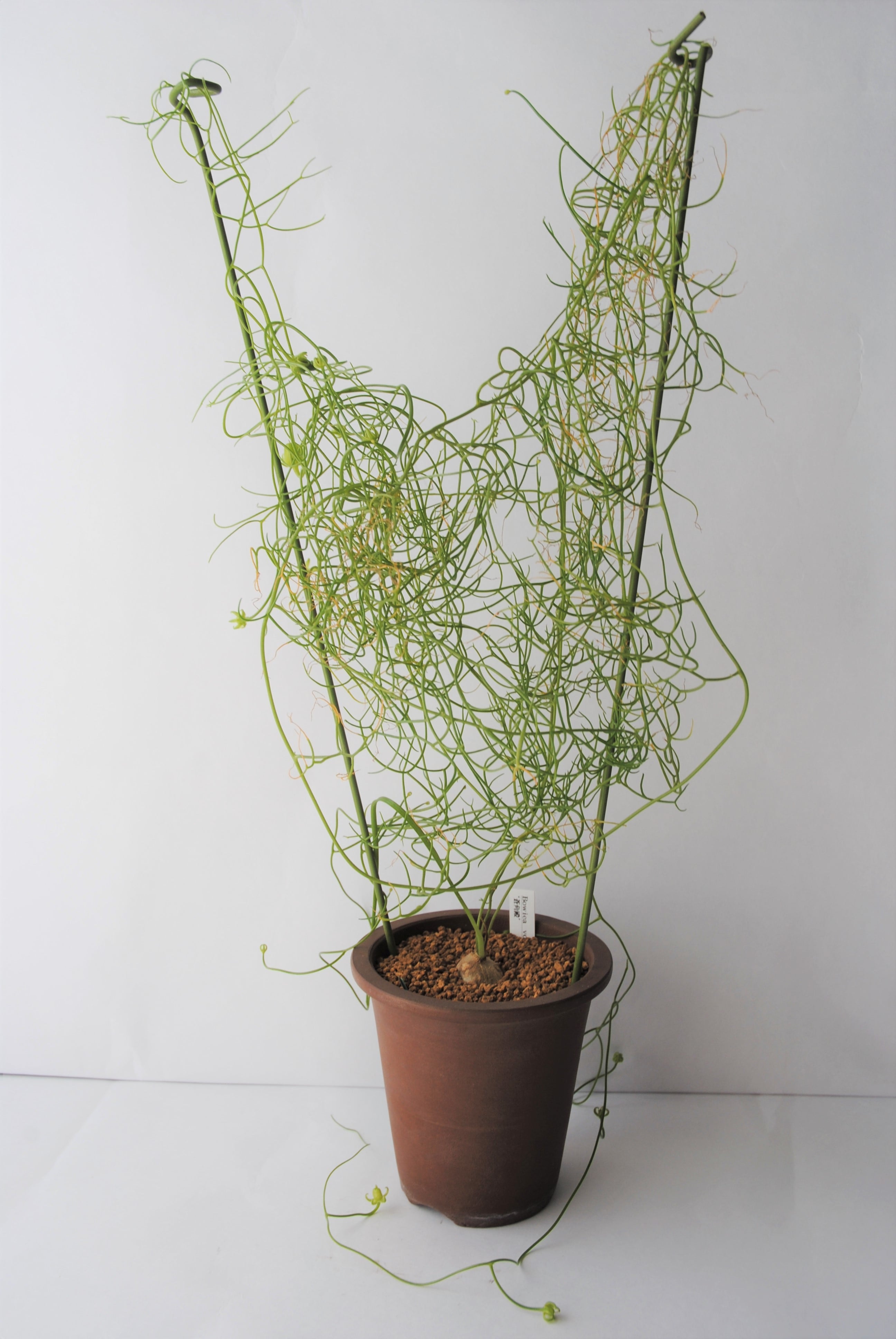 Bowiea volubilis 蒼角殿 | plants MARU ーサボテン・多肉植物のお店ー