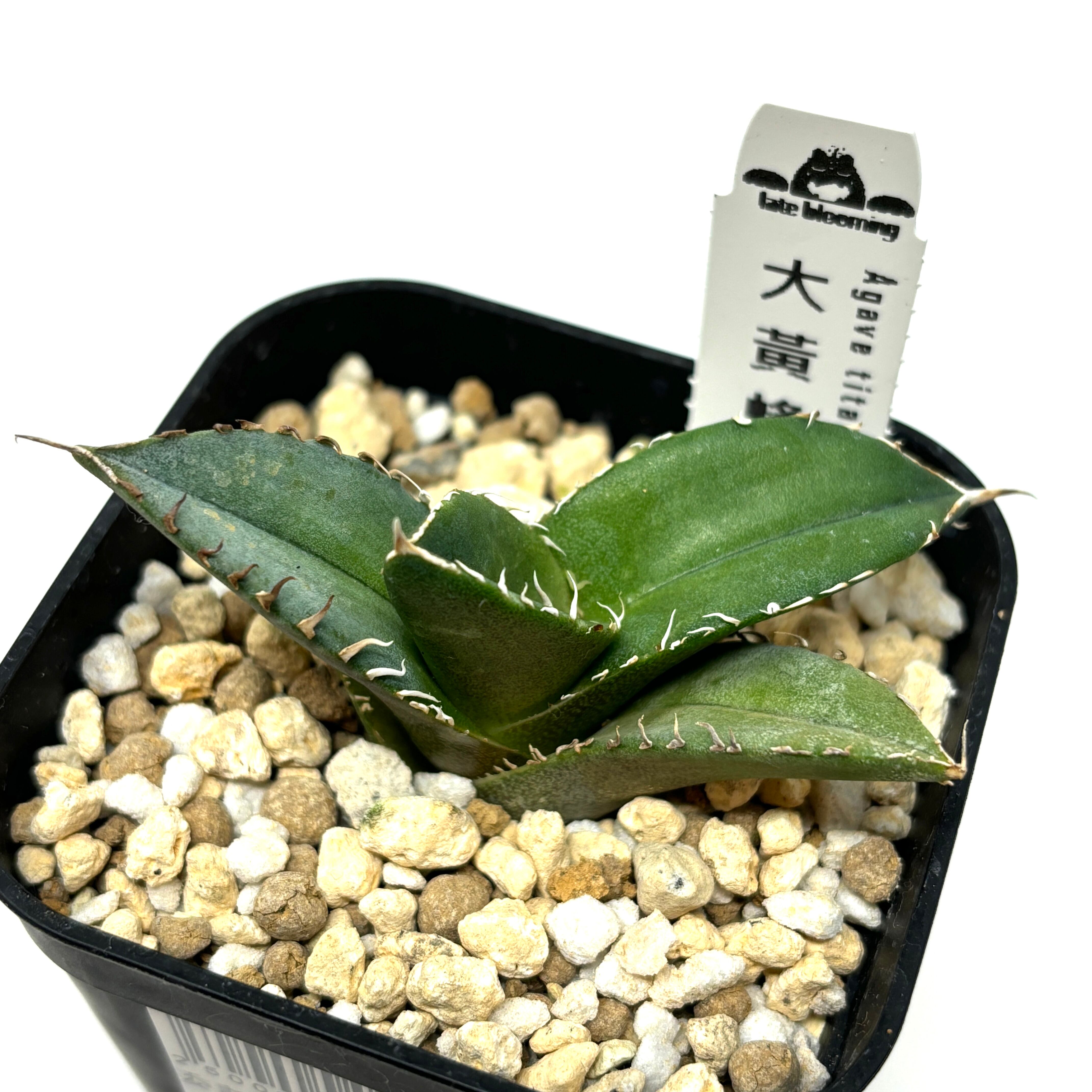 アガベ チタノタ 大黄蜂【324】