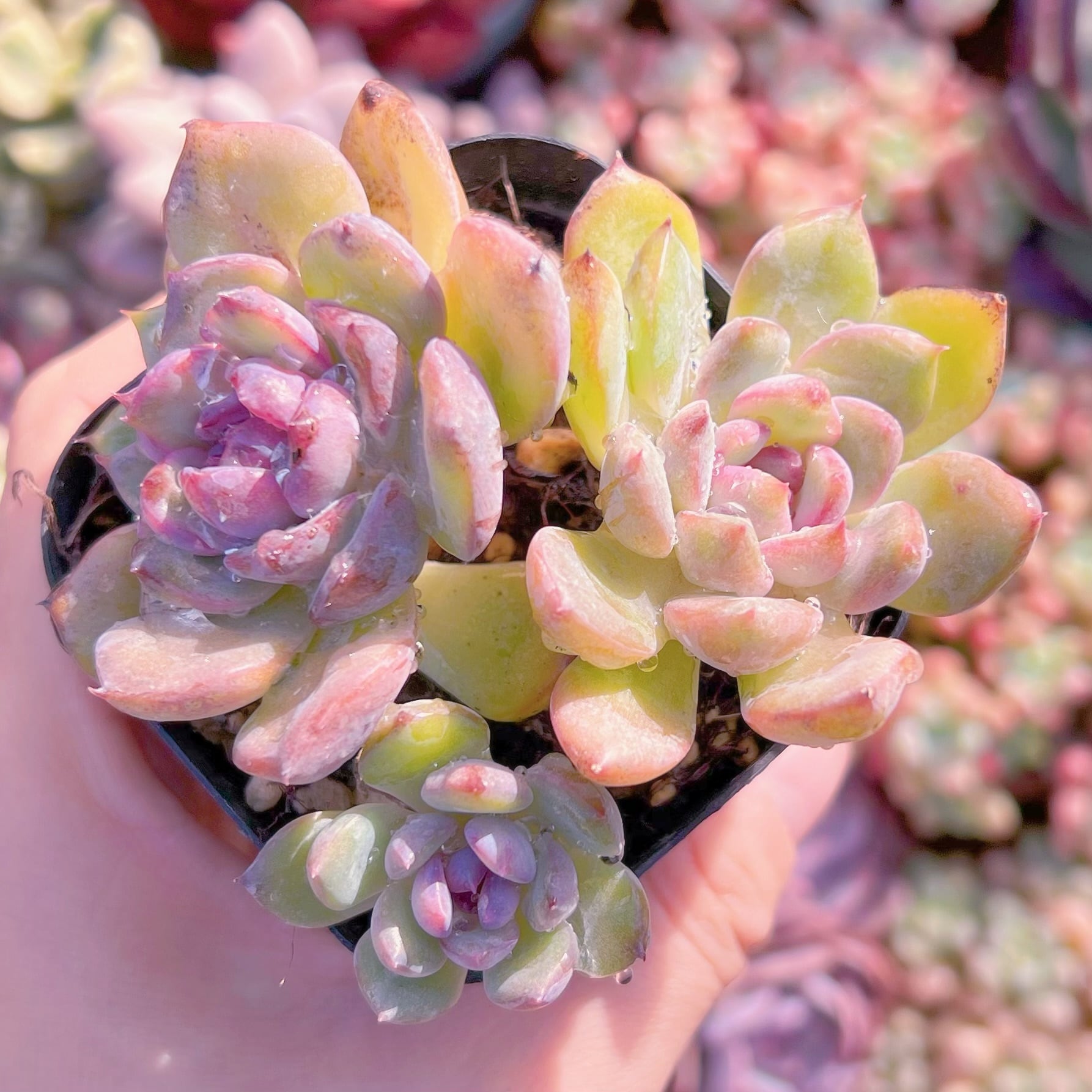 現品　ブラックマンバ #630   古株   るる農園