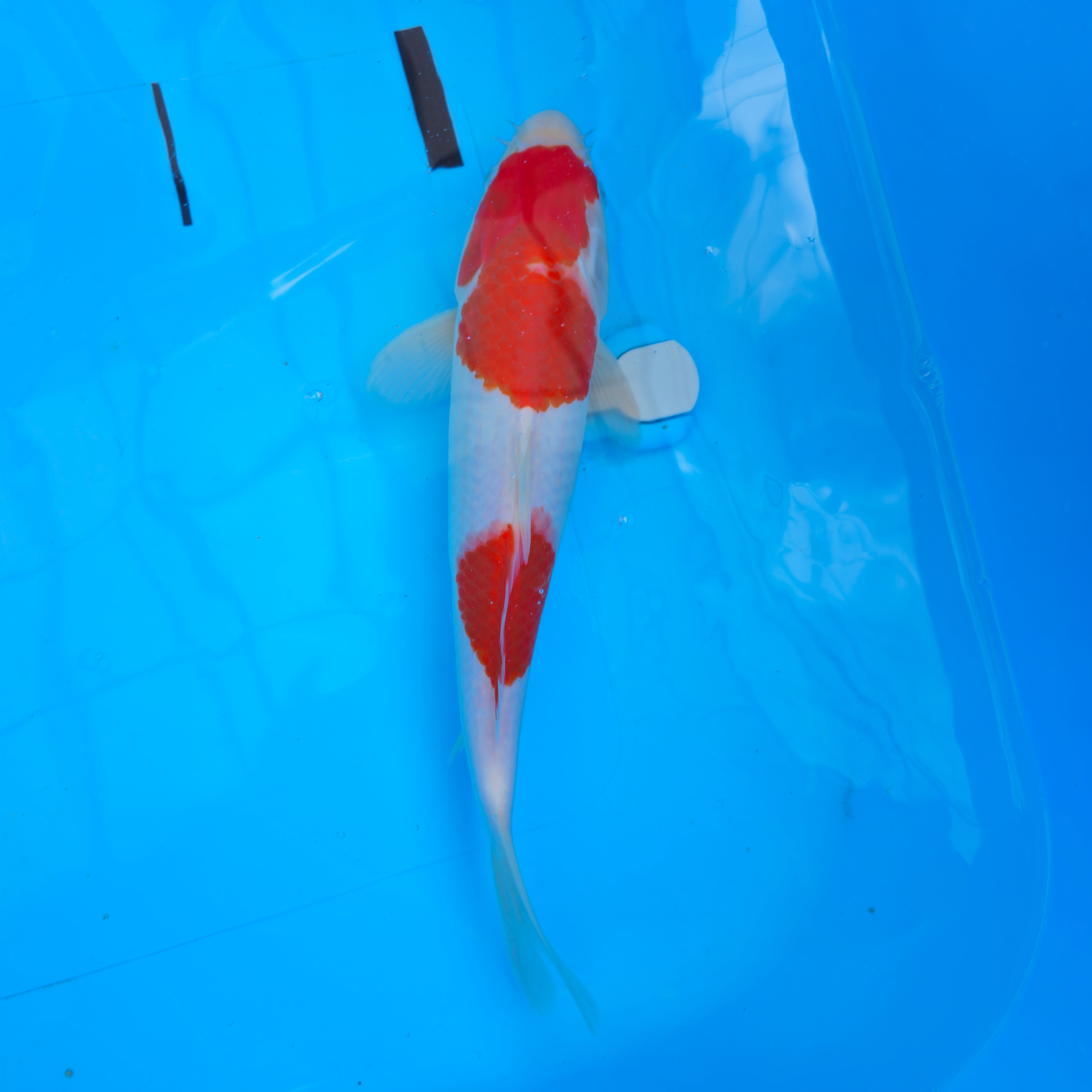 中山養魚場産 錦鯉 前川紅白 約34センチ | 昇鯉養魚場