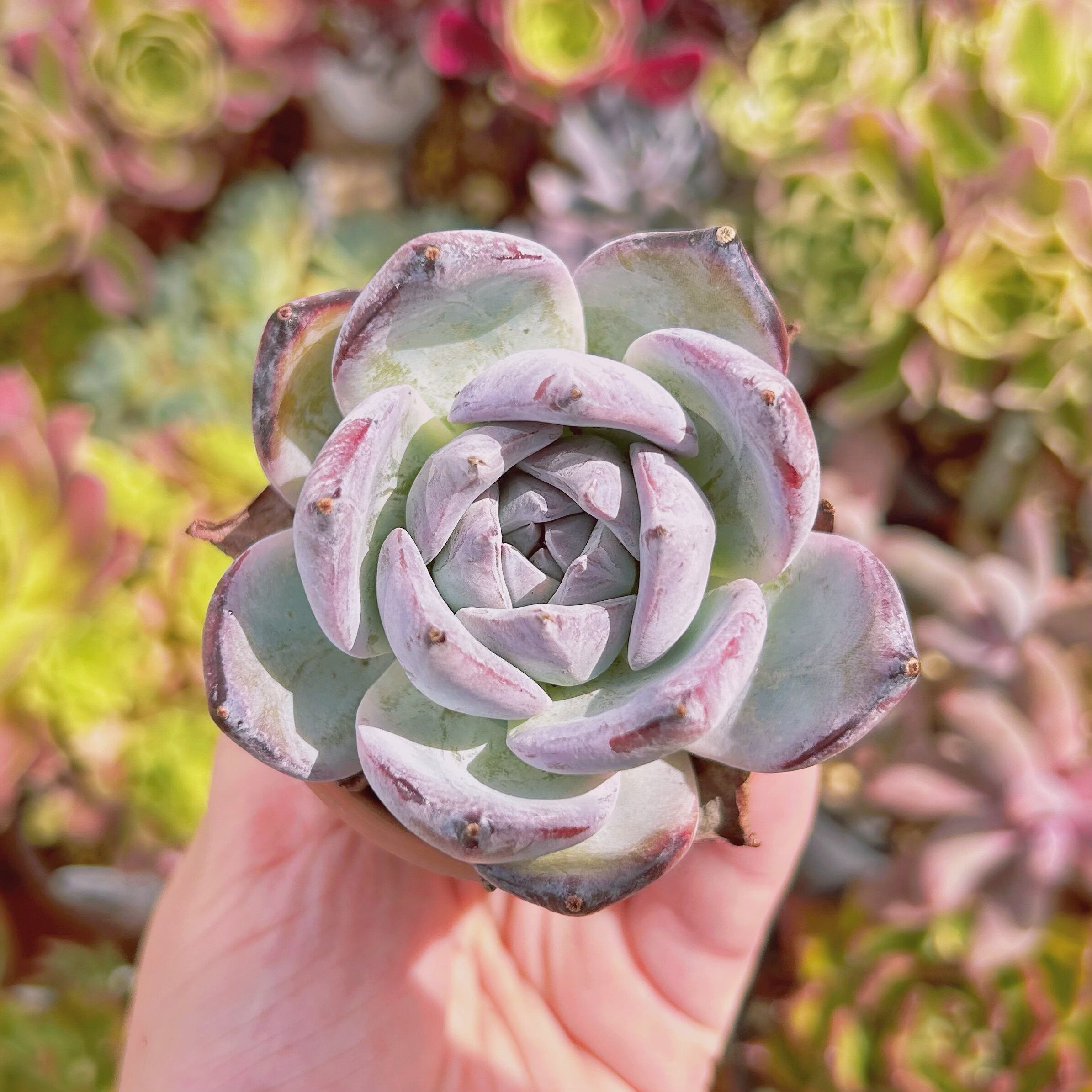 現物　多肉植物　黒武士　抜き苗