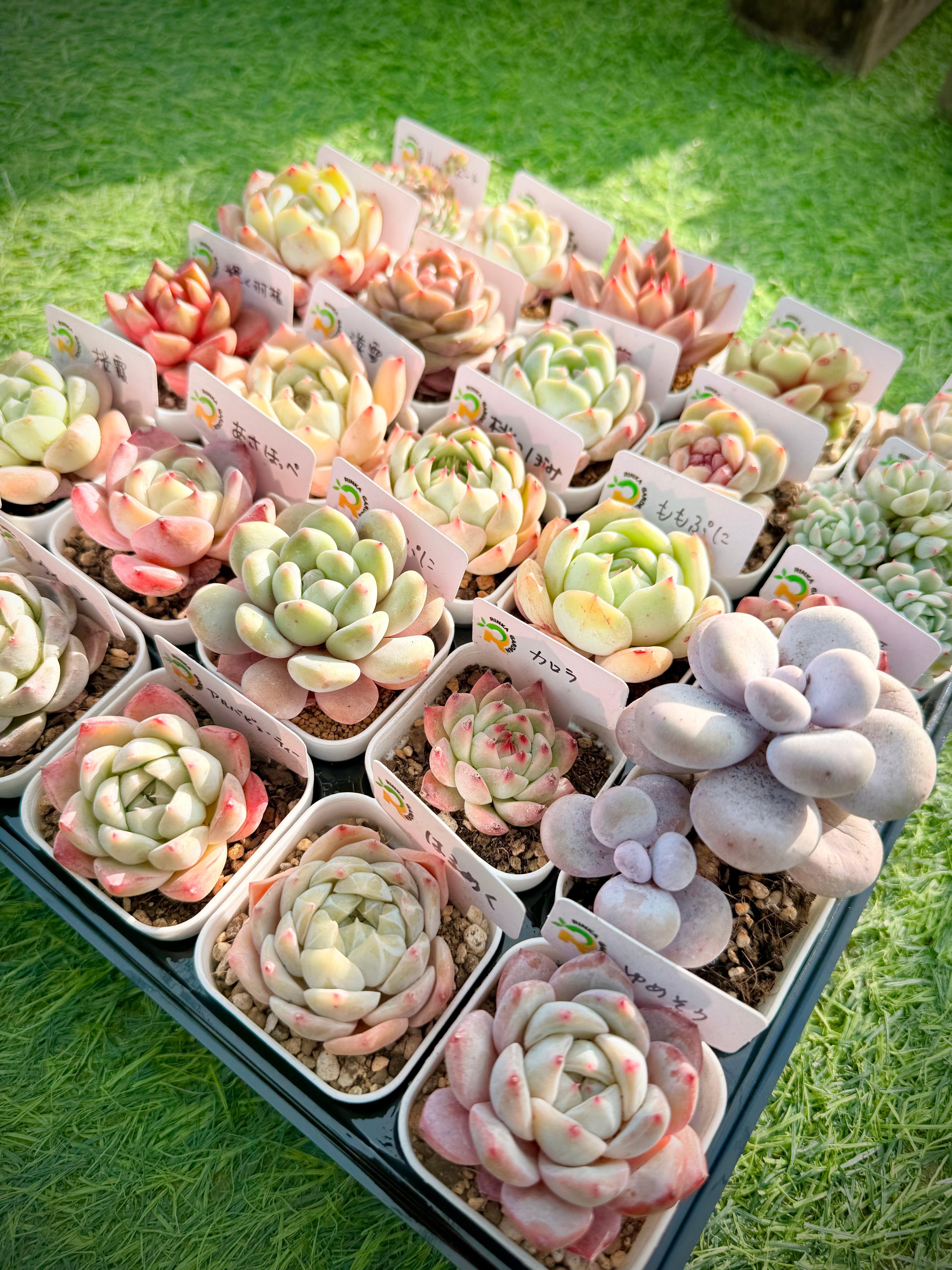 セット品 | 凛花ガーデン