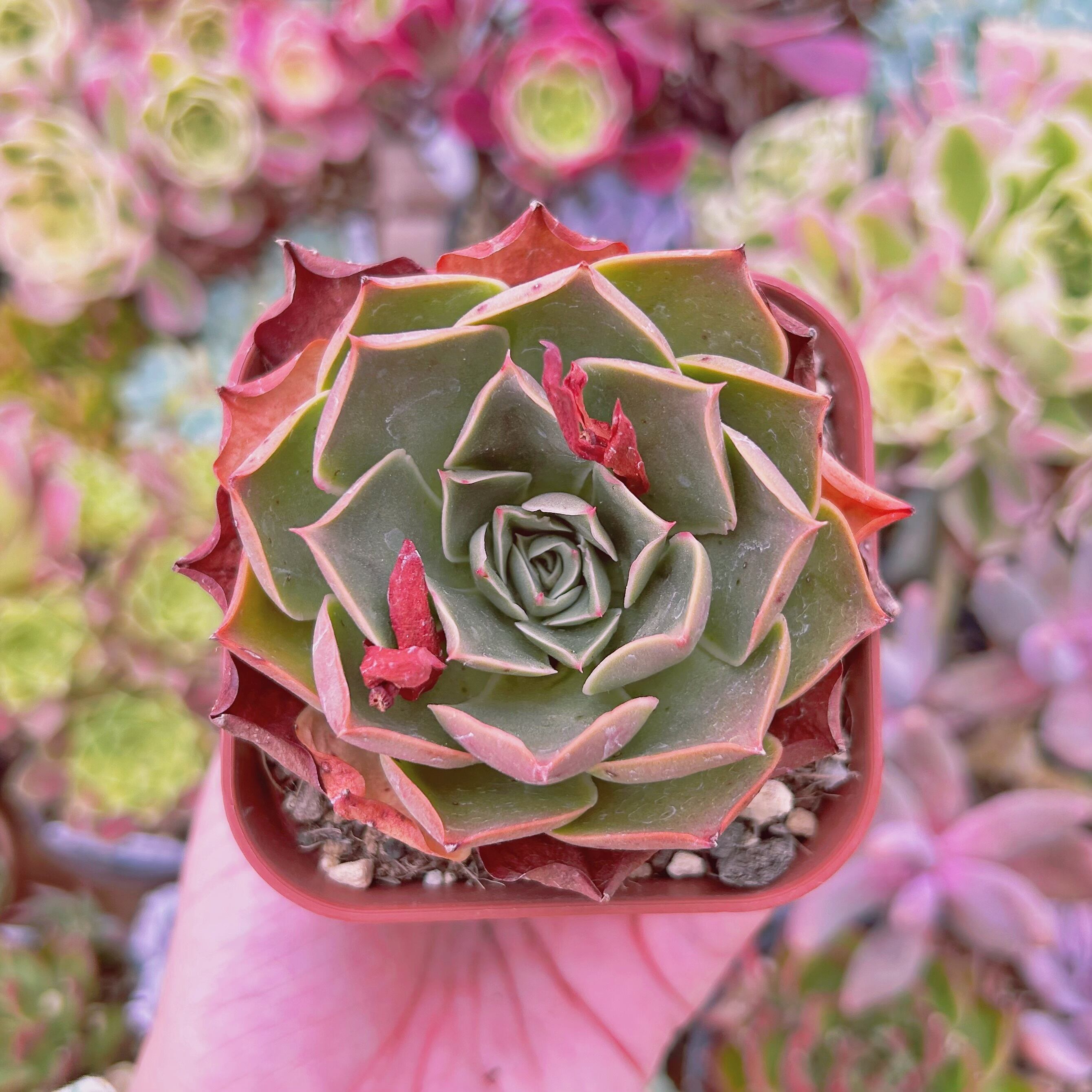 #076現物　多肉植物　redromance 抜き苗