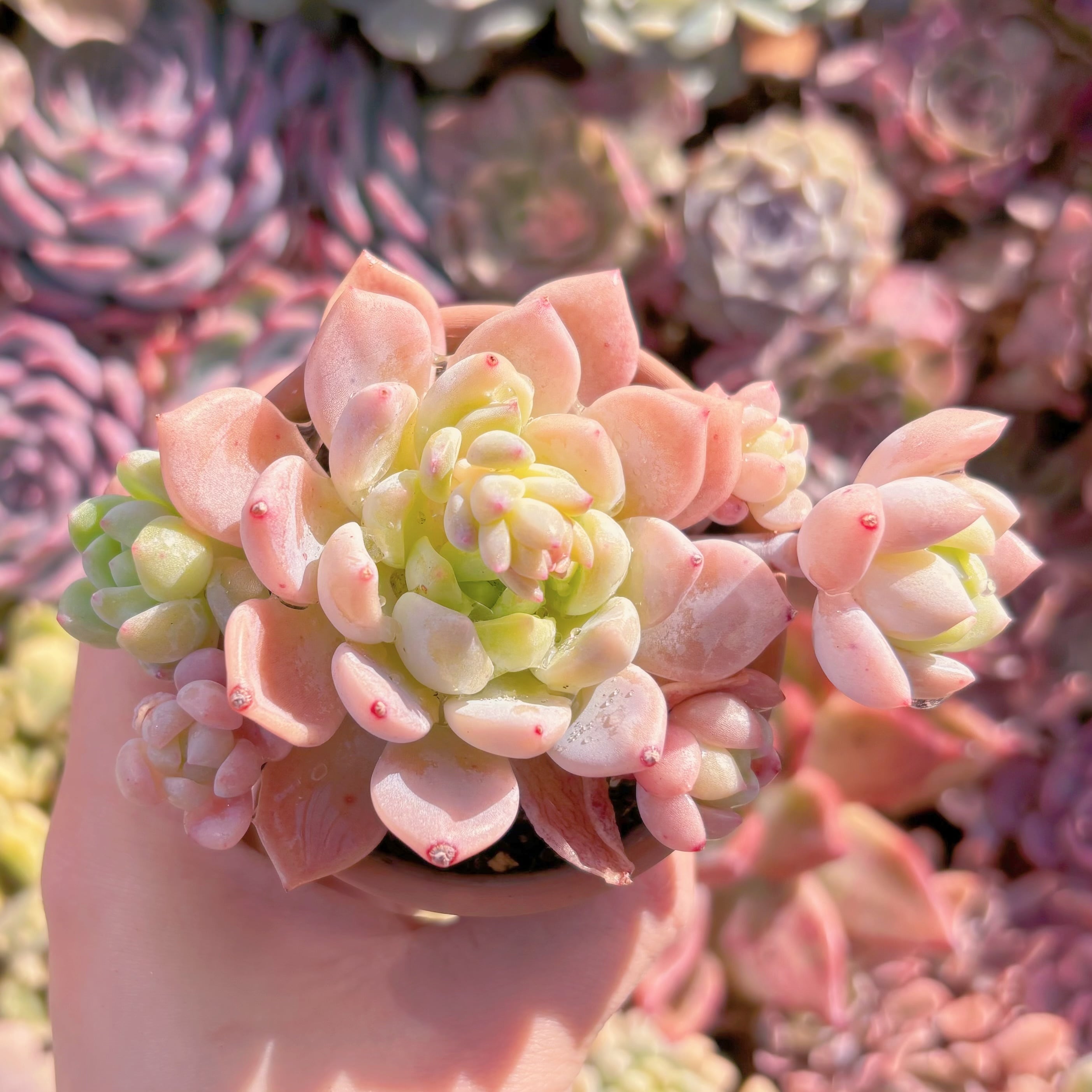 現品　千本桜#609　群生　るる農園