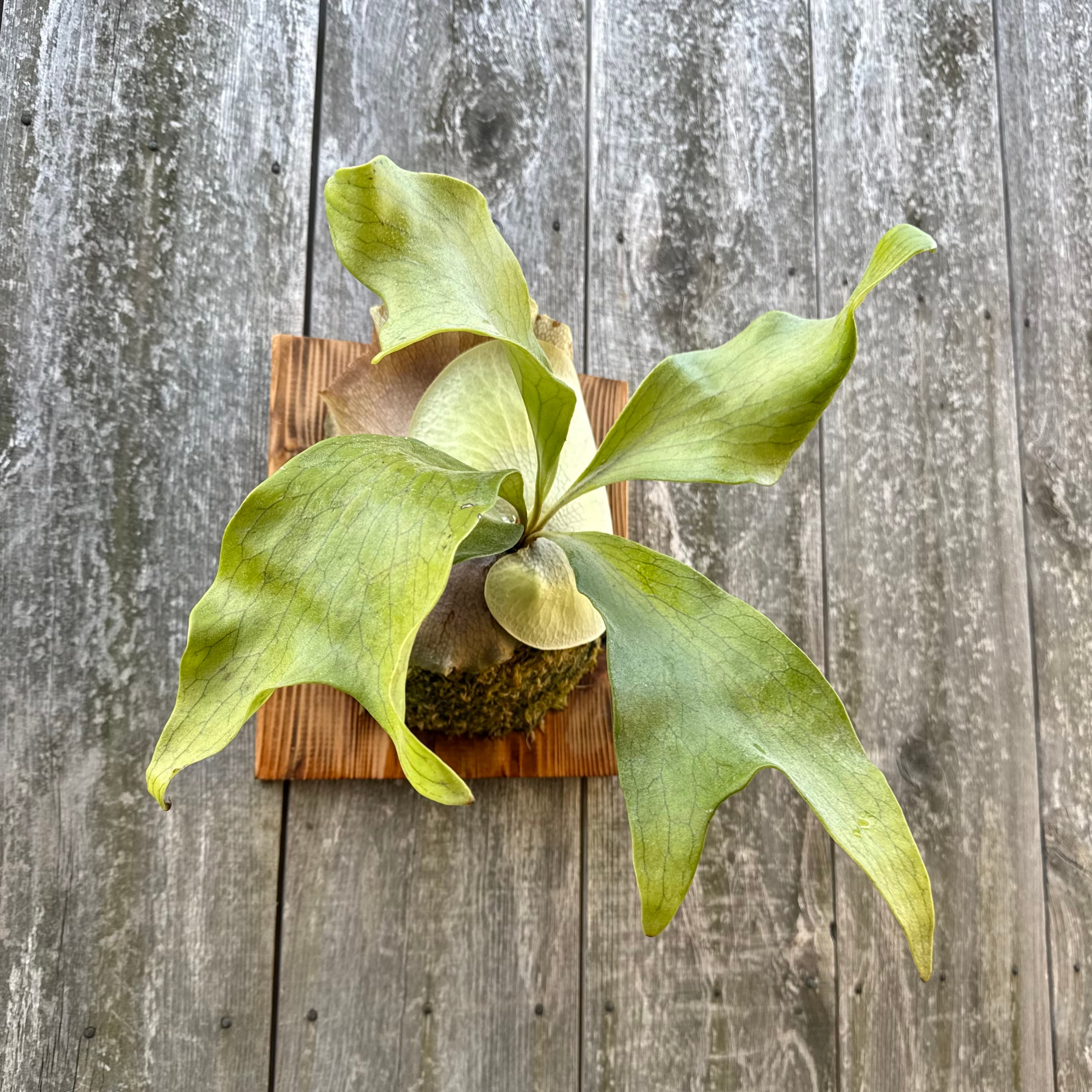 P. hillii spore #44 (pup) | naturefix