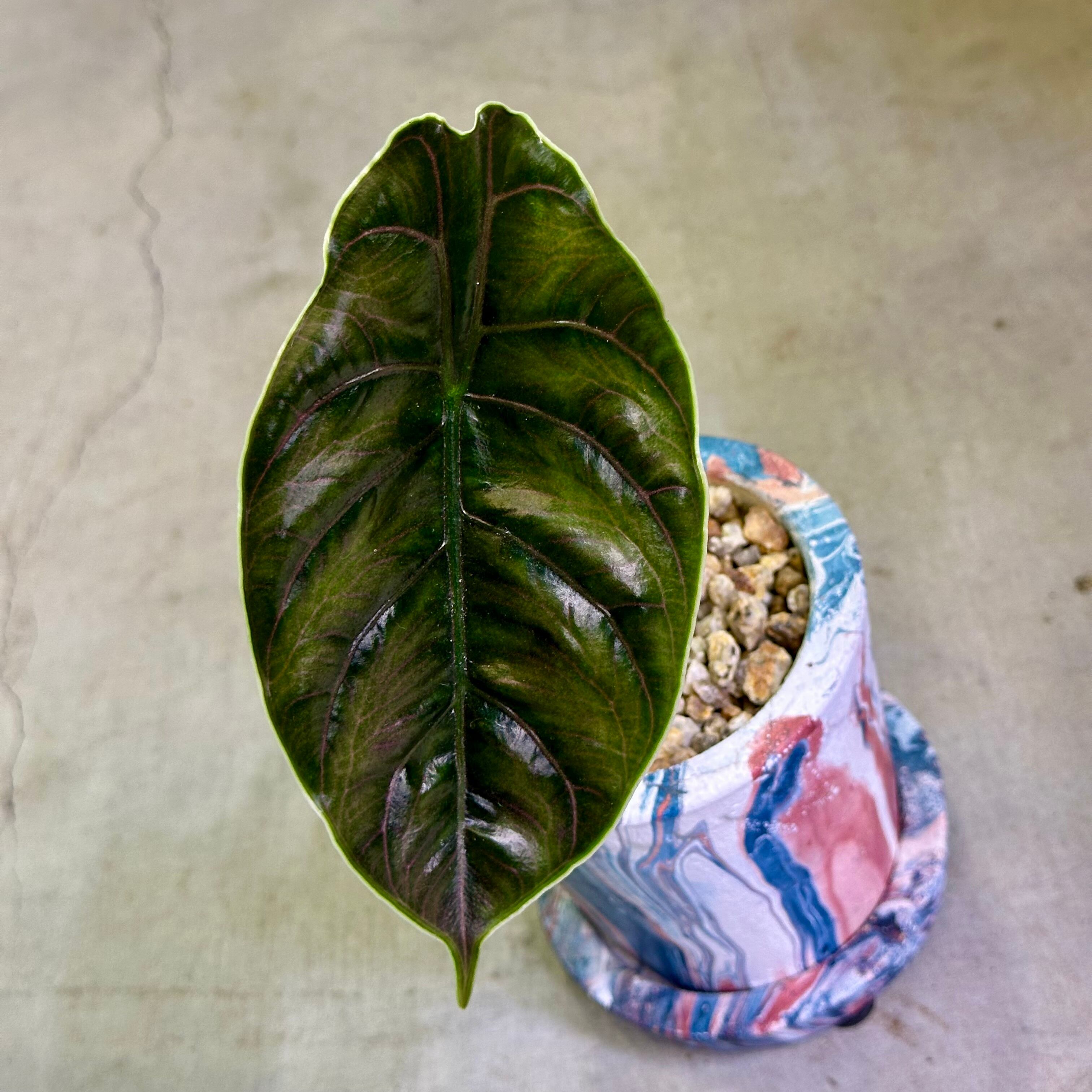 アロカシア・アズラニー | barrelplants_BONSAI