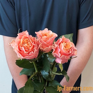 【ウィンターフェア】　バラ　 カルピデューム