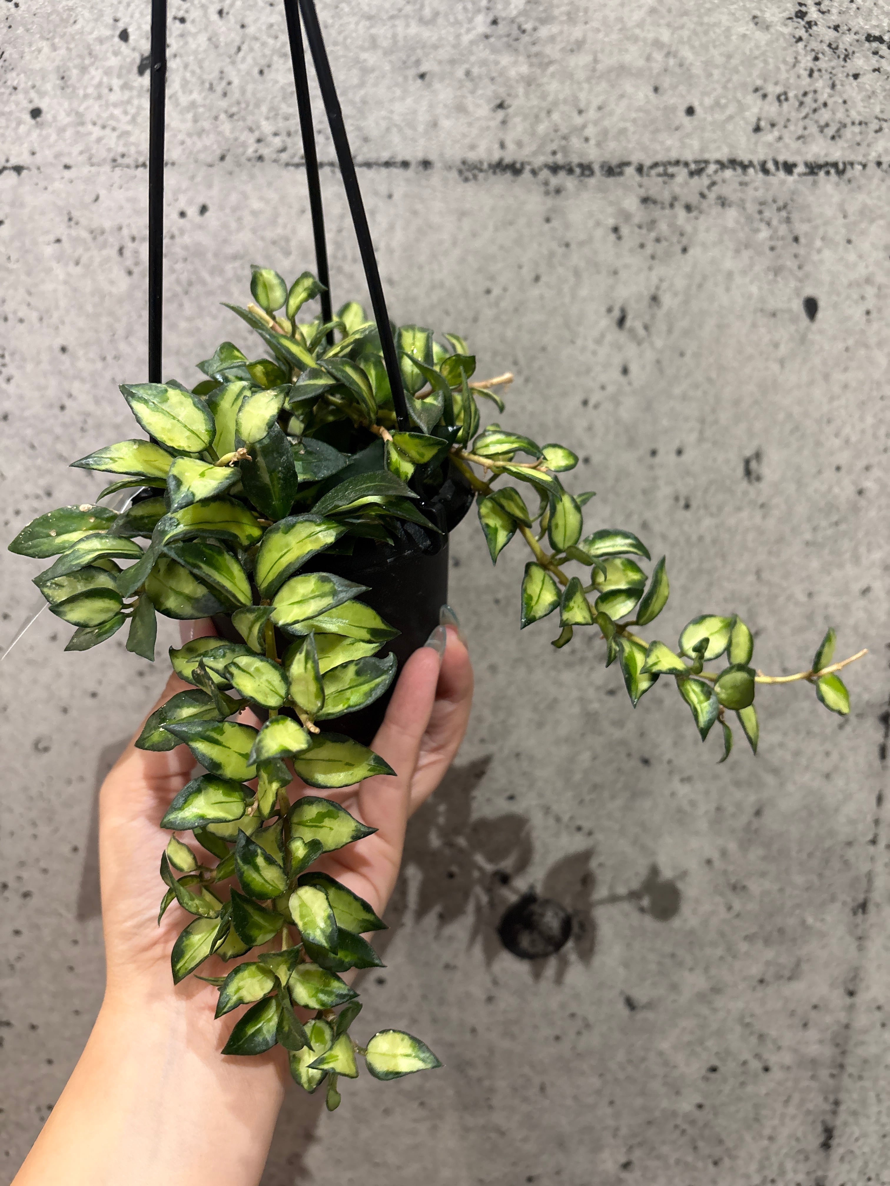ホヤ ラクノーサ ブルーノ | MIDORIYA 観葉植物専門店