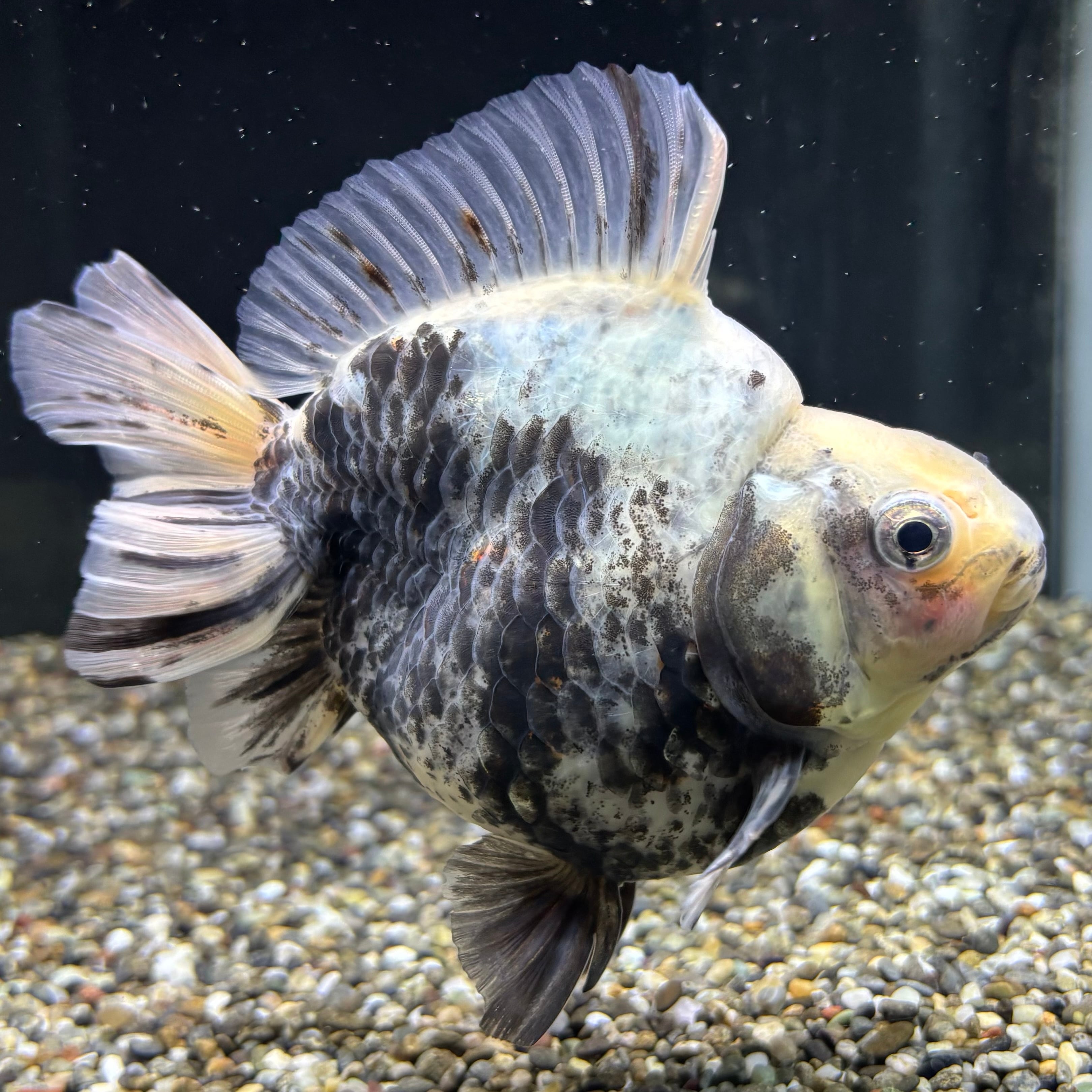 だるま琉金 トリカラー 13cm | 金魚・熱帯魚専門店 AquaPro.H