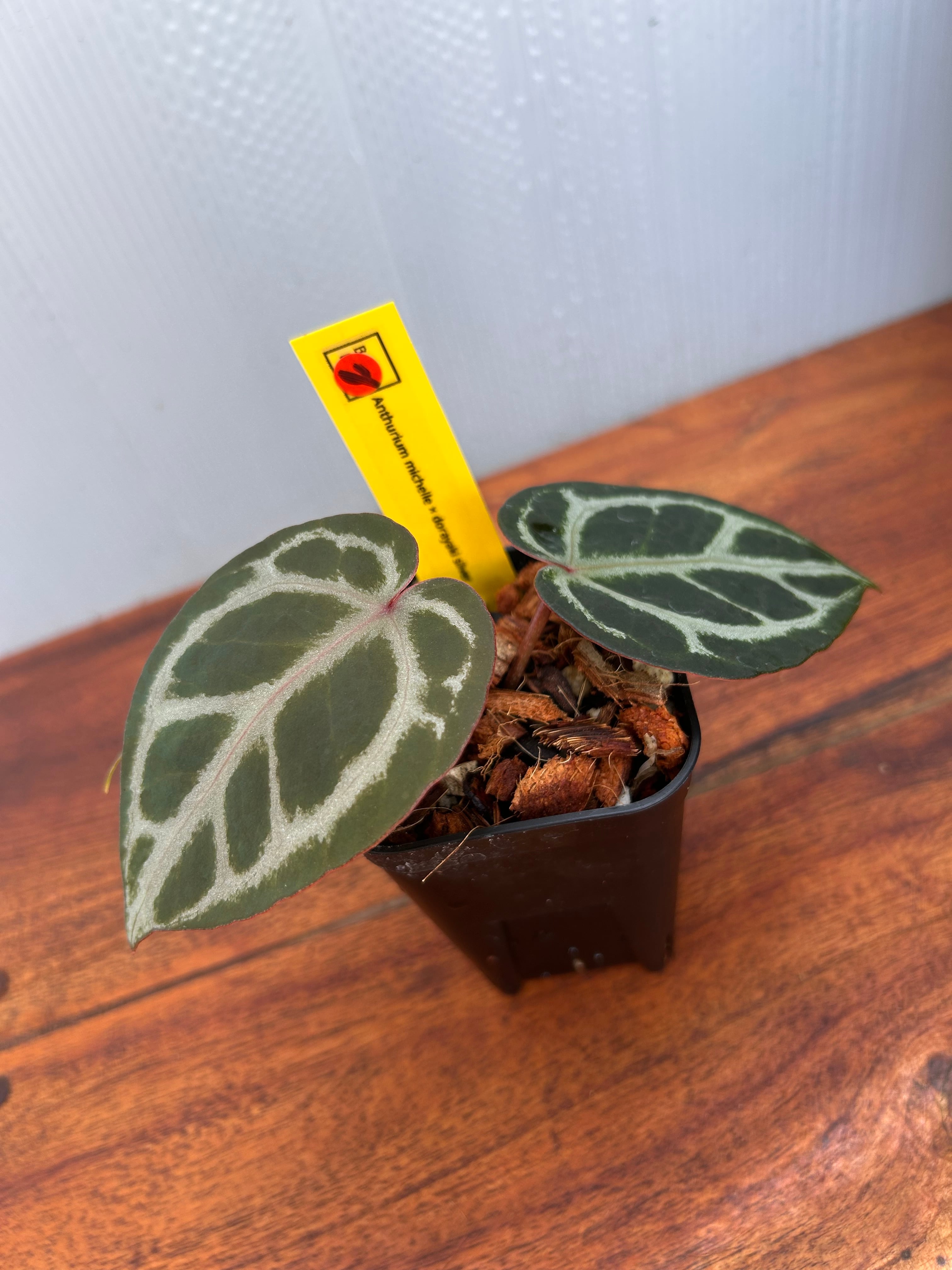 Anthurium | BALI-AN 園芸