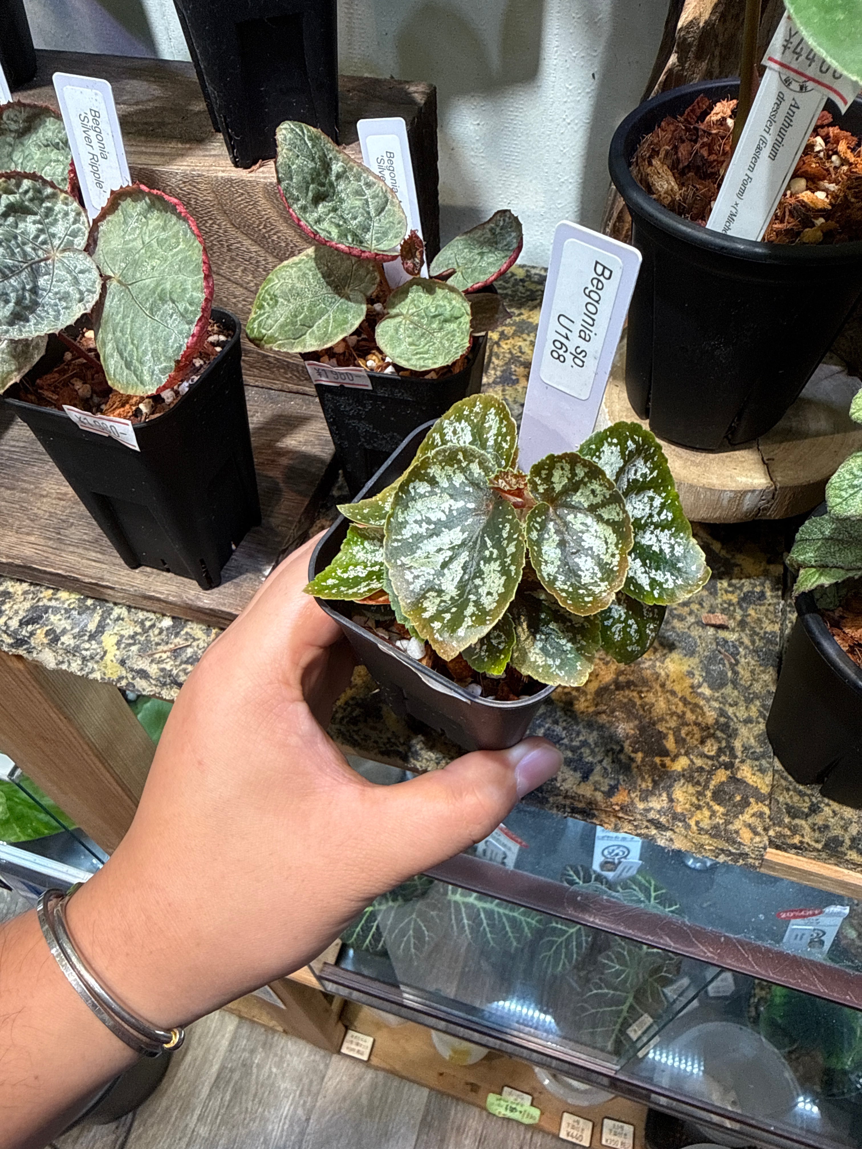 ベゴニア・ペペロミアなど | Gardenえん 【観葉熱帯植物】