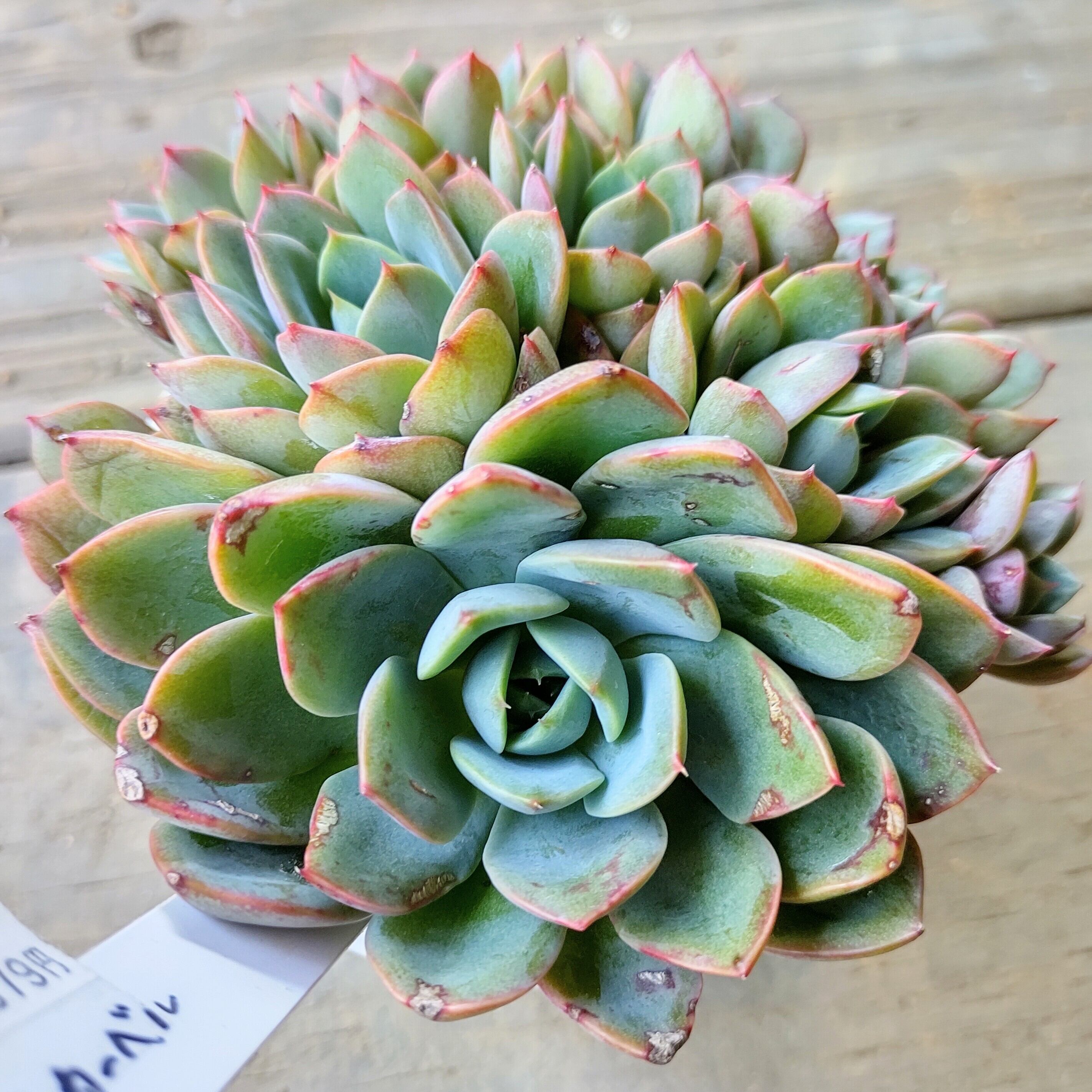 ティンカーベル群生 | RuPo 多肉植物専門店