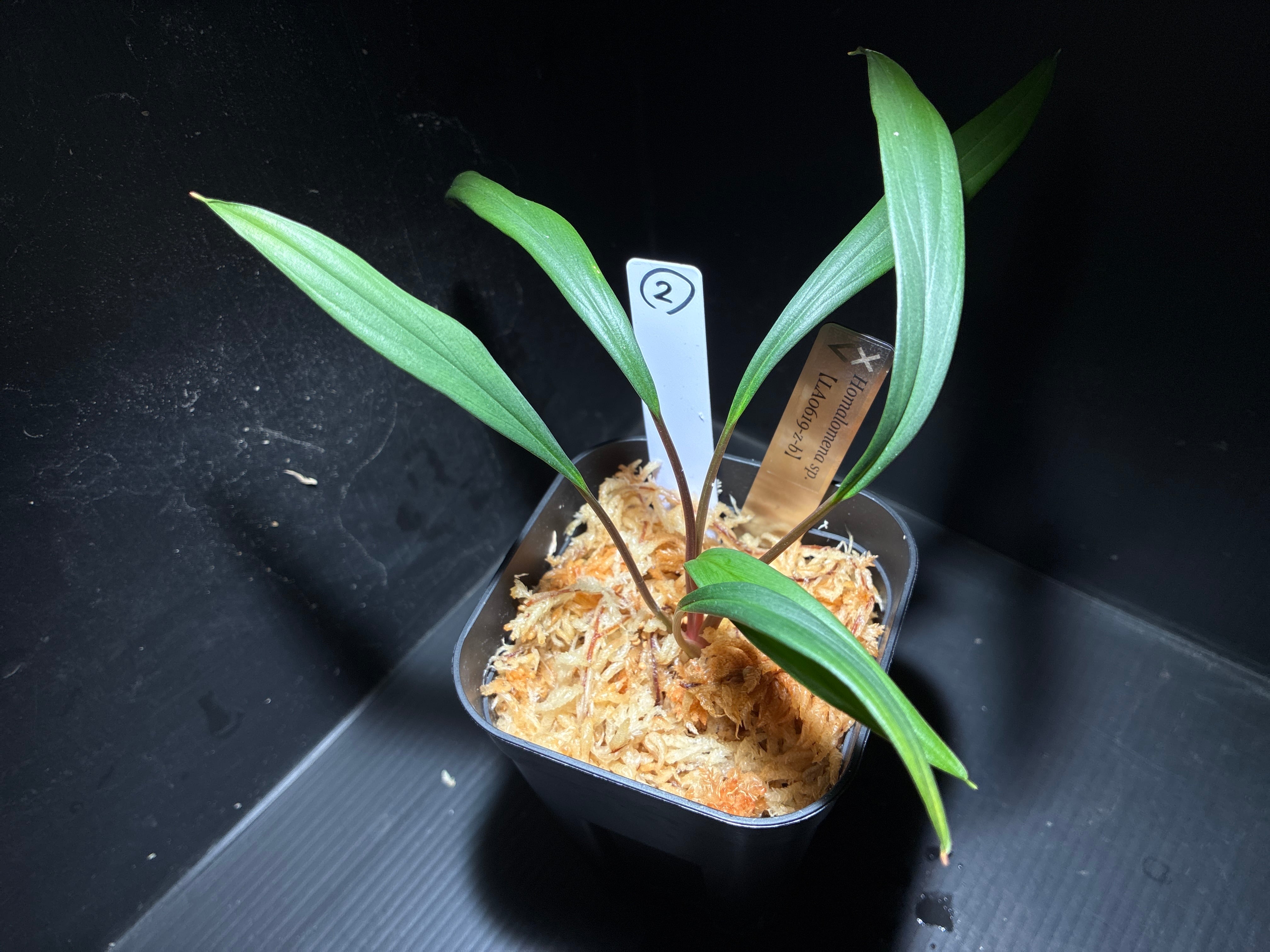 Homalomena Riau sp. もし LA便Homalomena sumatera[LA0518 Homalomena