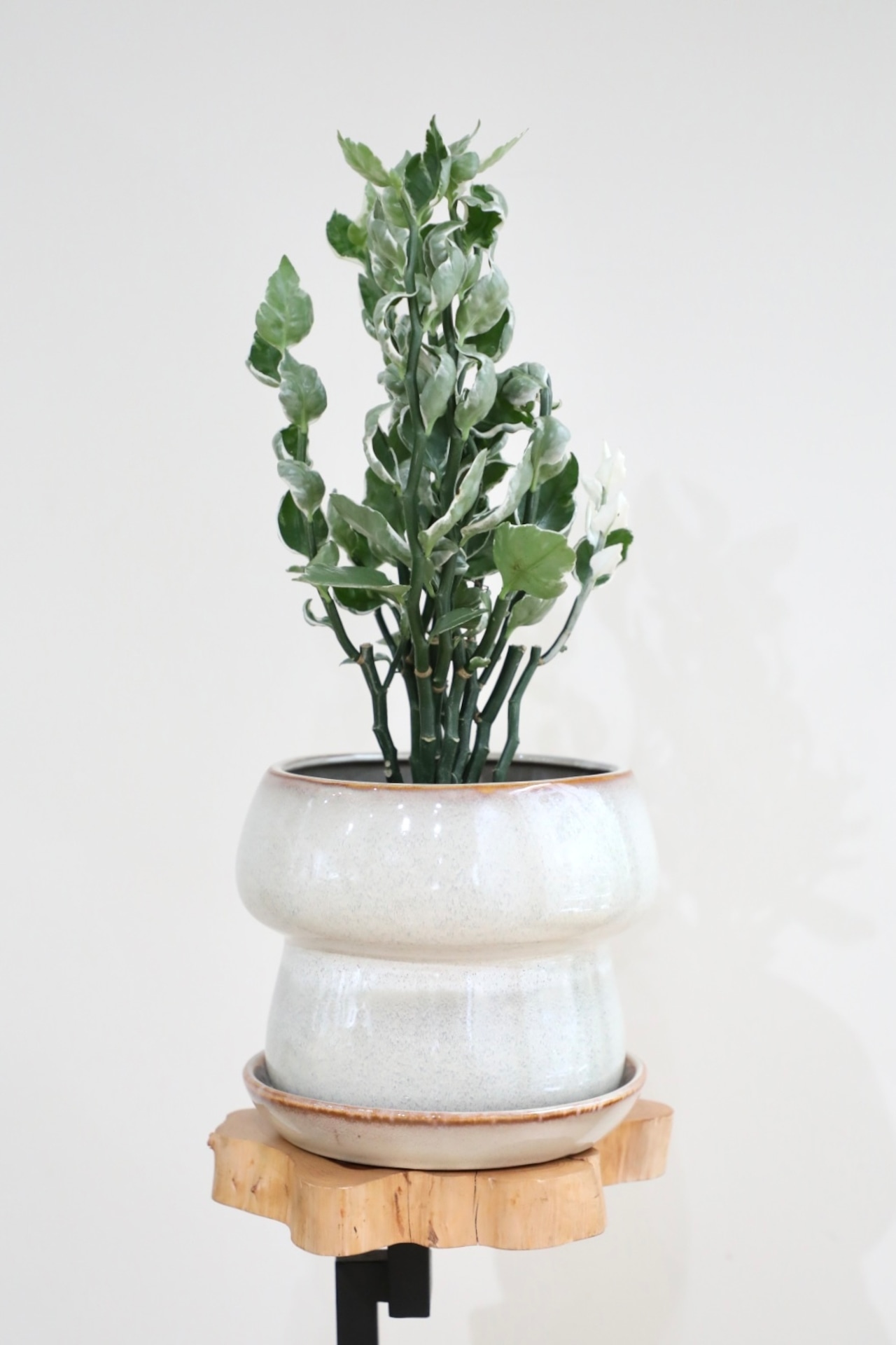 【M】ペディランサス 銀龍/Euphorbia tithymaloides ※陶器鉢付き