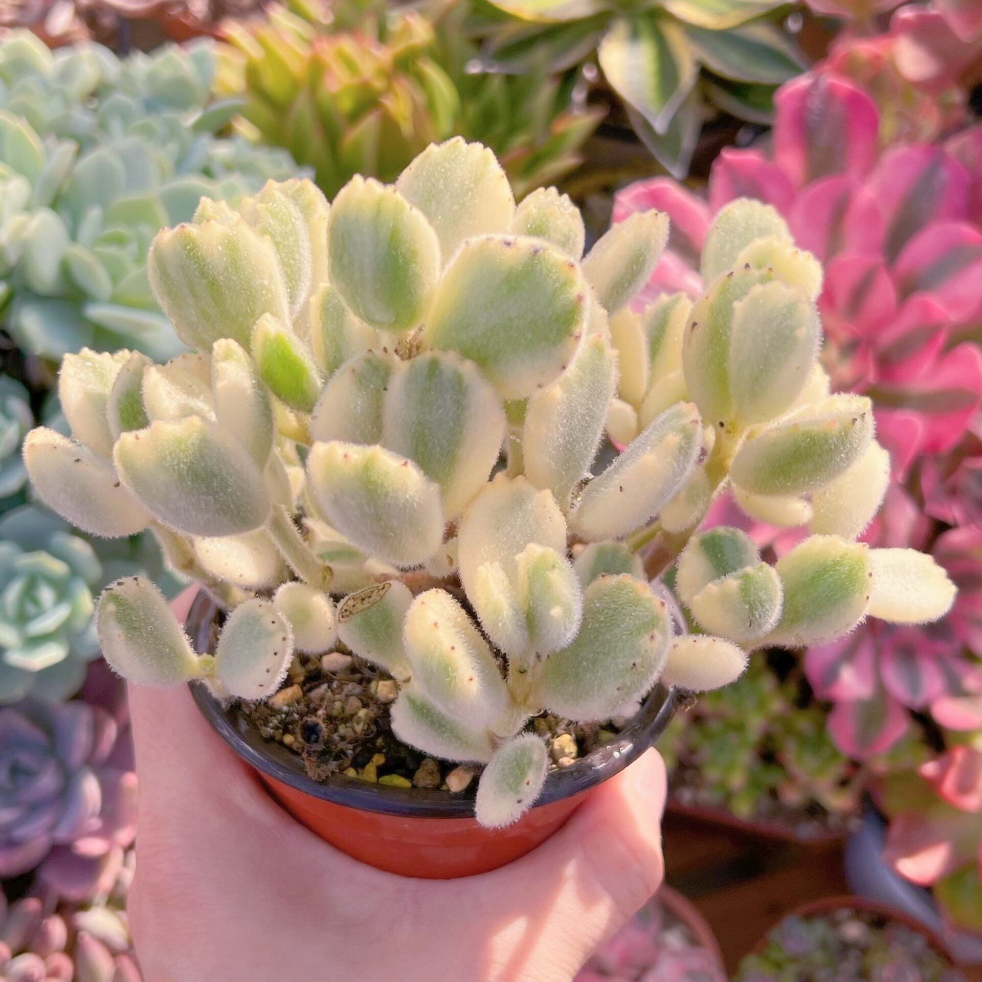 現品　白熊#207　群生　新入荷　るる農園