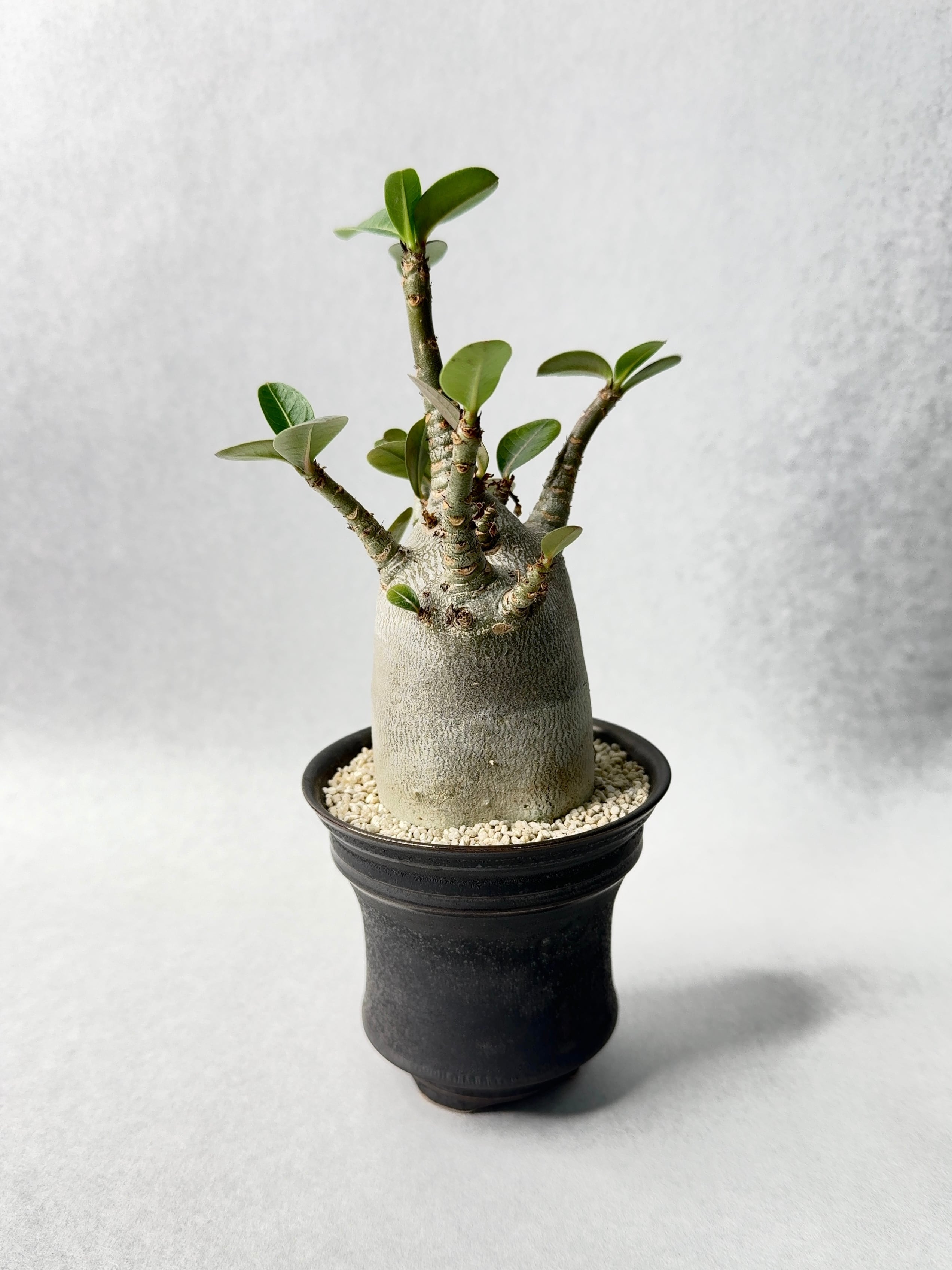 アデニウム ドワーフ　塊根植物 アデニウム アラビアカム ドワーフ 塊根植物 コーデックス 観葉植物