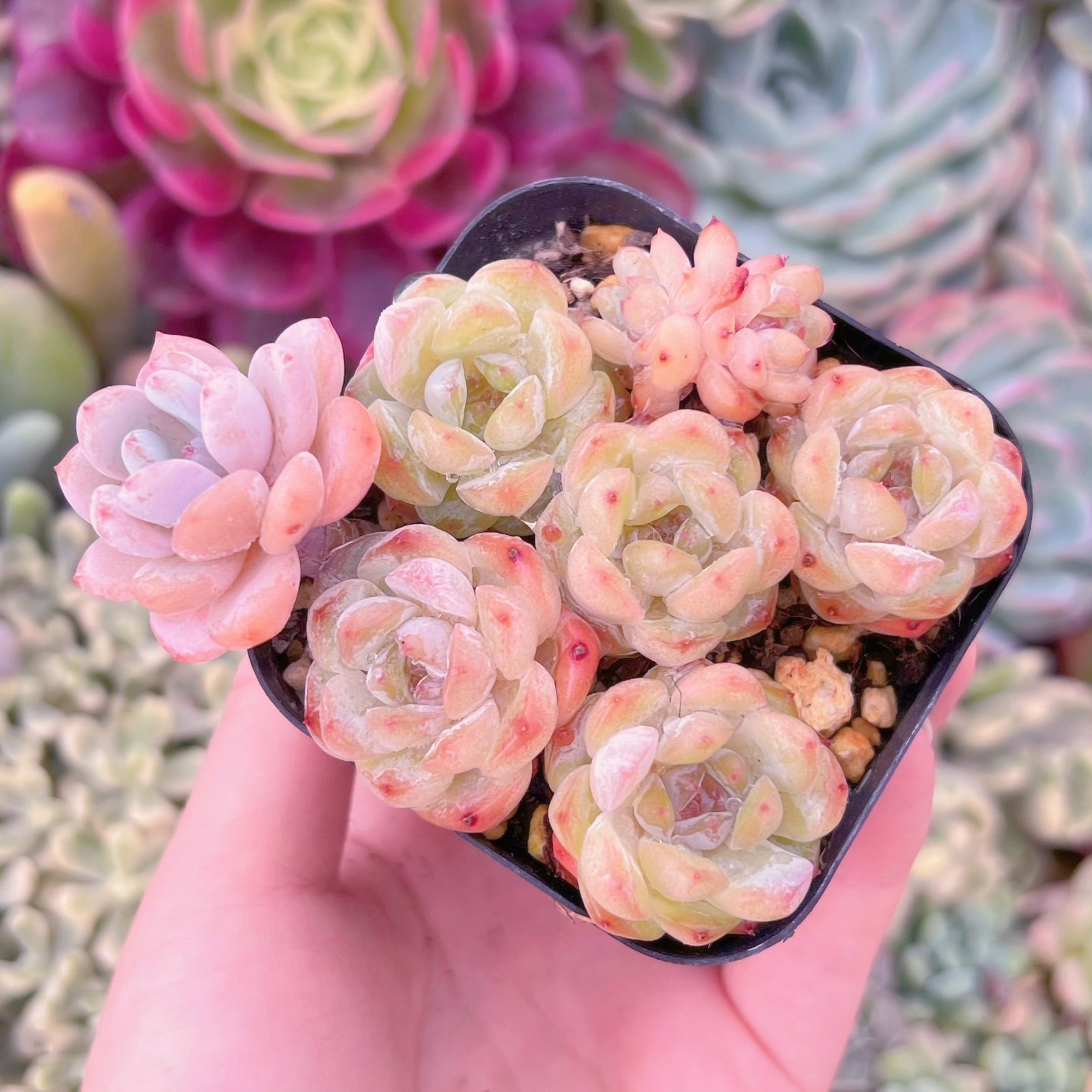 現品　星雪#F035　るる農園