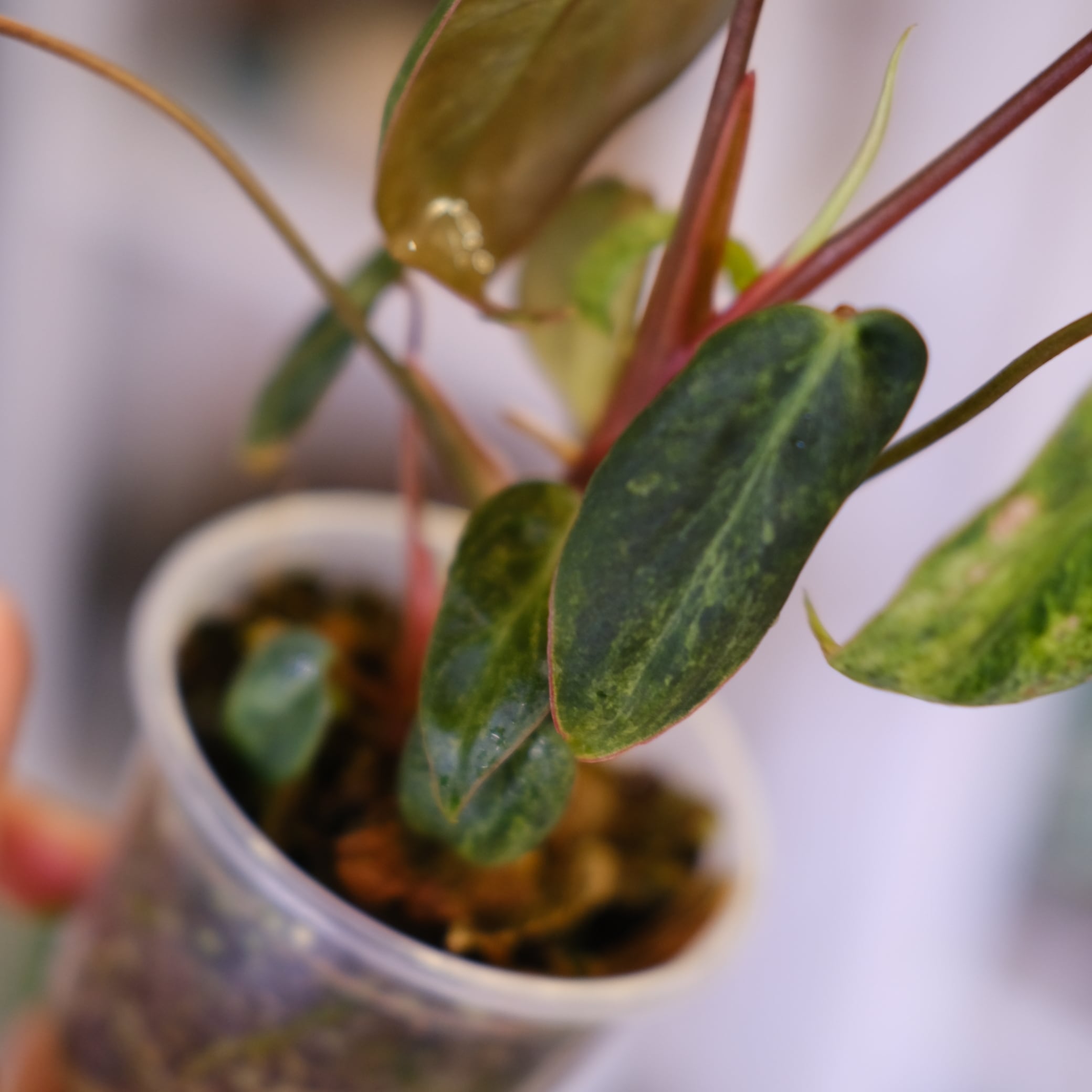 Philodendron el choco red × Philodendron billietiae variegated