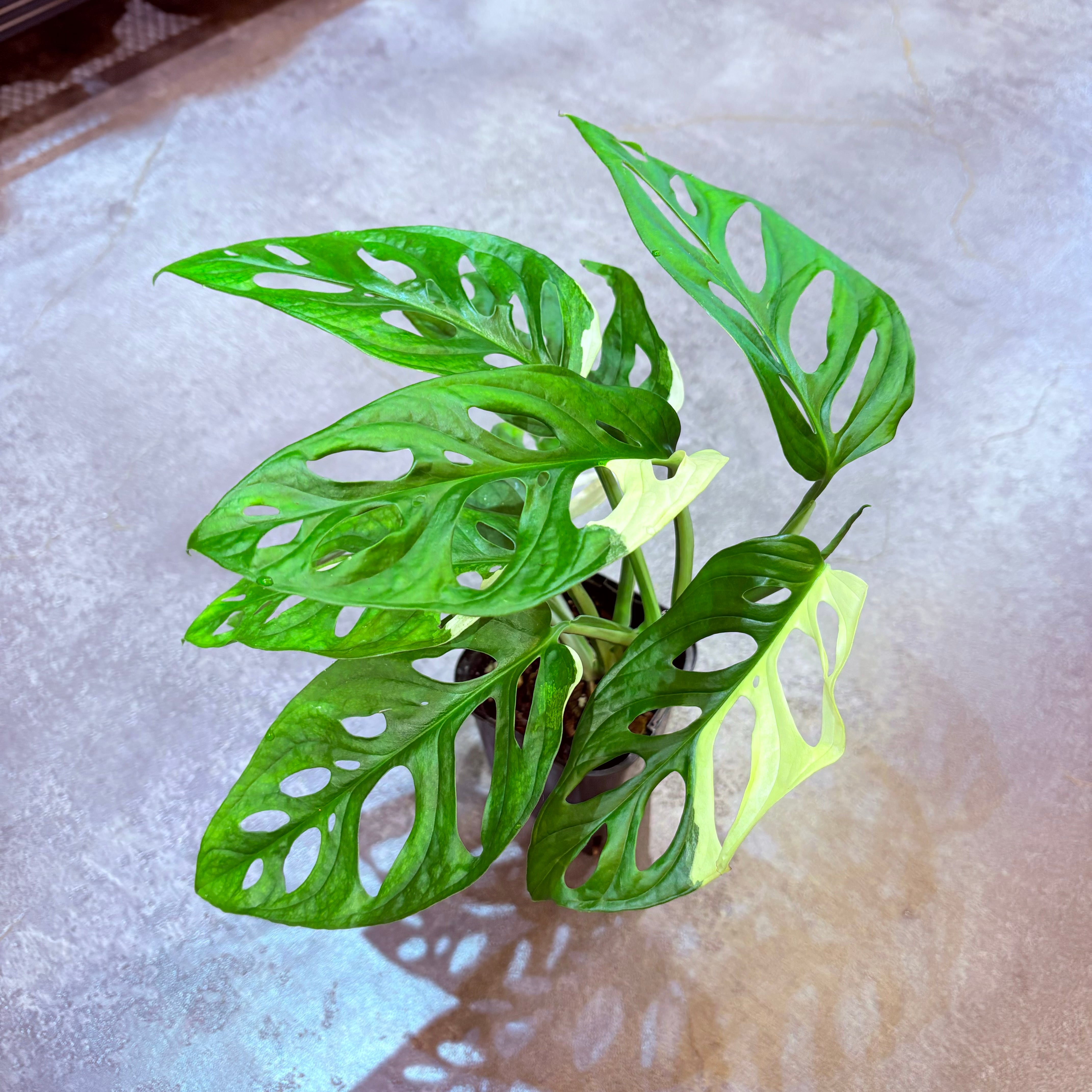 マドカズラ 斑入り 特美個体（マドカズラ 斑入り (Monstera