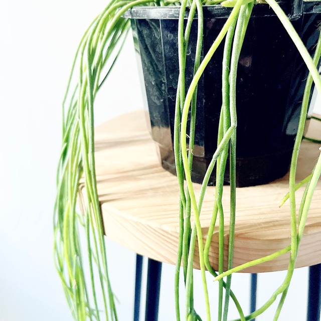 【希少】リプサリス スティッキリー プニセオディスカス｜スマートなハンギング観葉植物 calm cafe