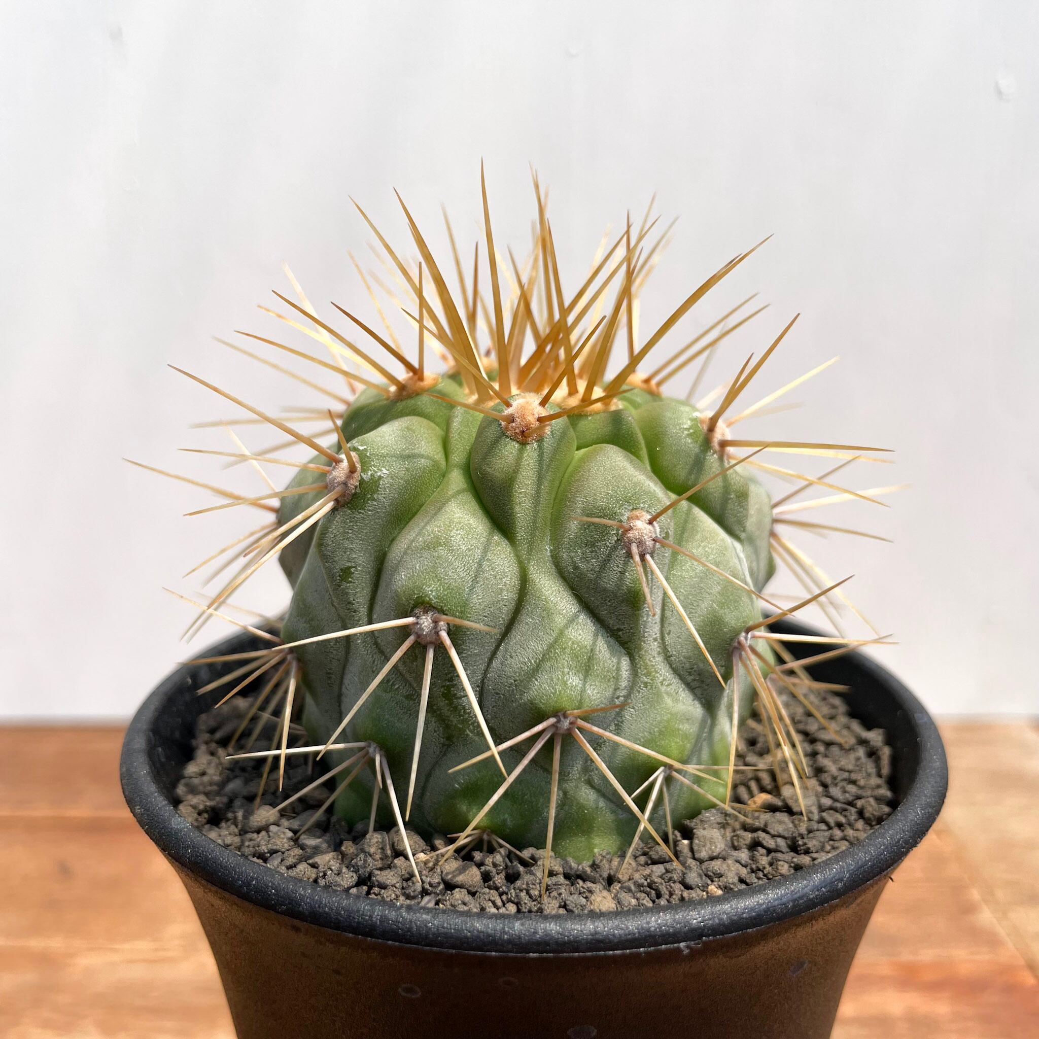 Copiapoa gigantea【コピアポア・ギガンティア・実生】 | RIMO'S GREEN