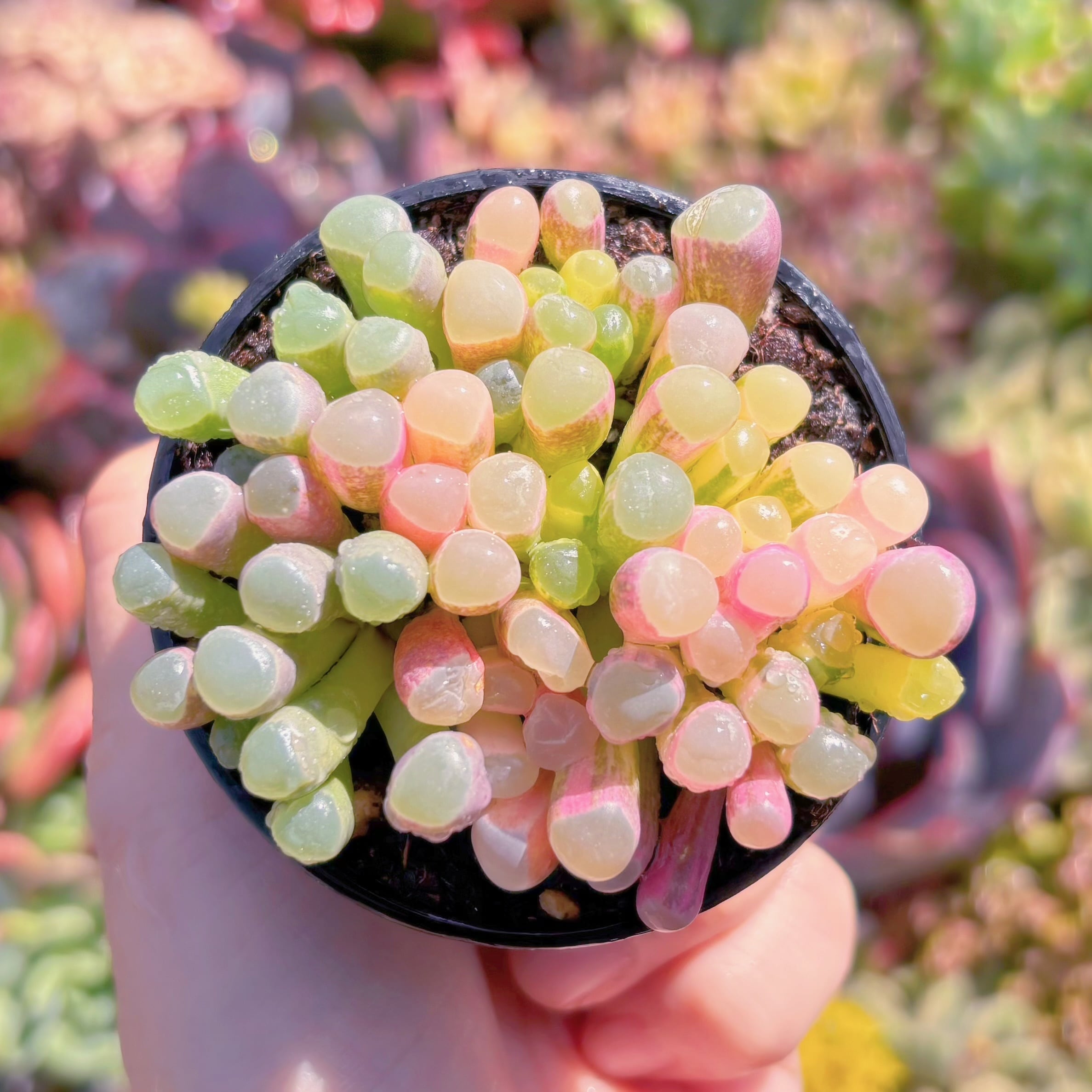 現品　五十鈴玉錦#1008　群生　美苗　希少　新入荷　るる農園