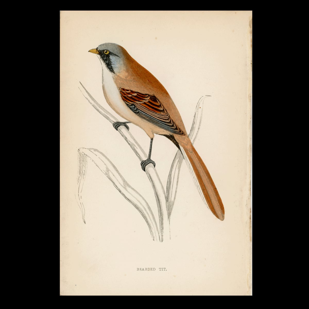 【19世紀後半】英国鳥類図版|ヒゲガラ「BEARDED TIT」/F.O.モリス
