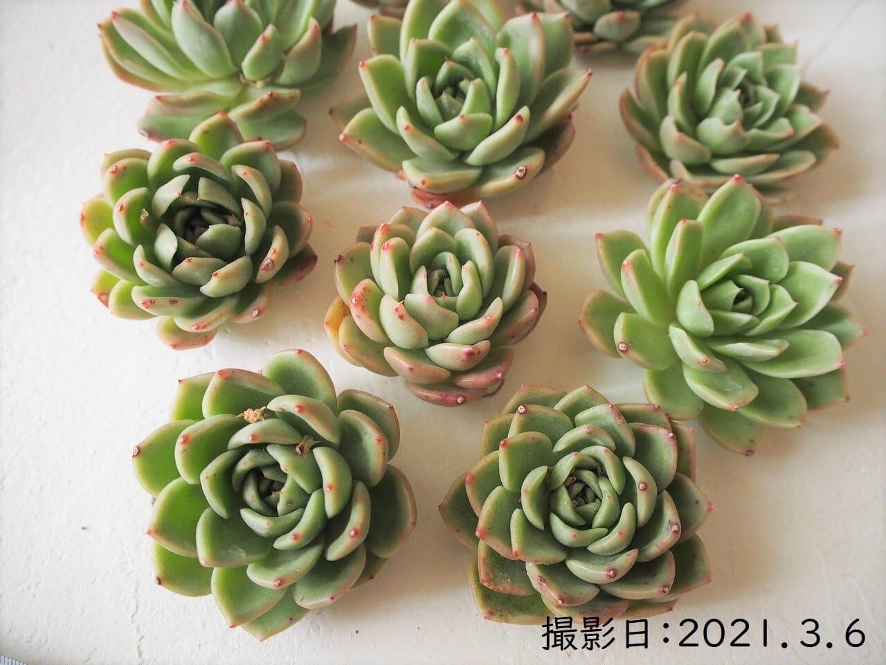 モリシマ 韓国苗 多肉植物 多肉植物とガーデン雑貨 Macherie マシェリ モリシマ 韓国苗 多肉植物 多肉植物とガーデン雑貨 Macherie マシェリ