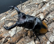 【WD】《セアカフタマタ(パリーフタマタ) 81mm ペア》