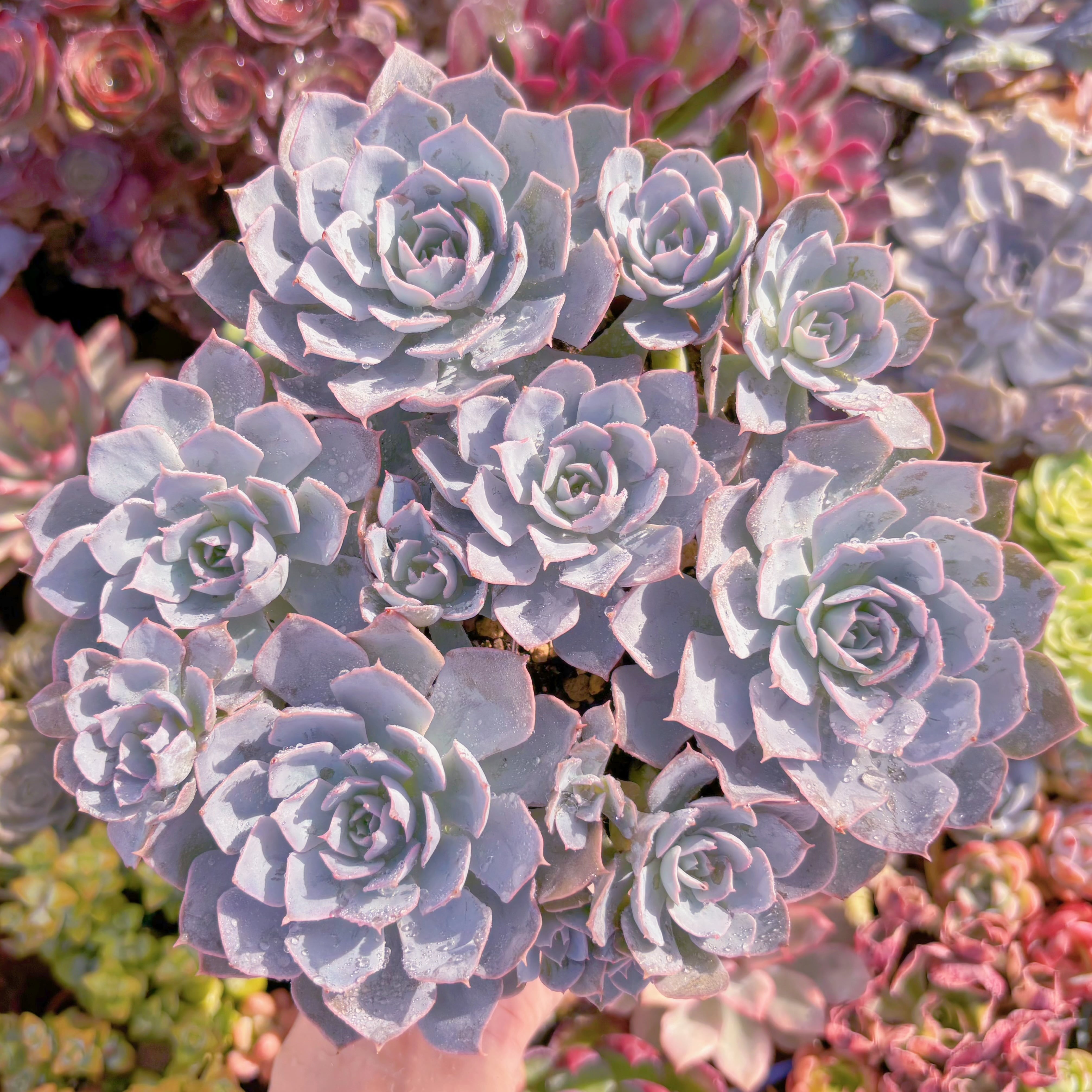 現品　デスメチアナ#036　大群生　るる農園