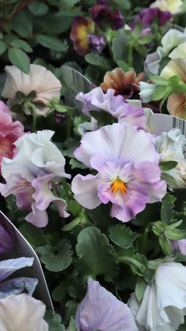 ビオラ　『アイクルール』　3.5号ポット