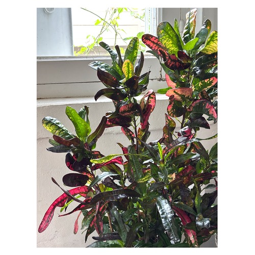 Croton ‘Summer candle’