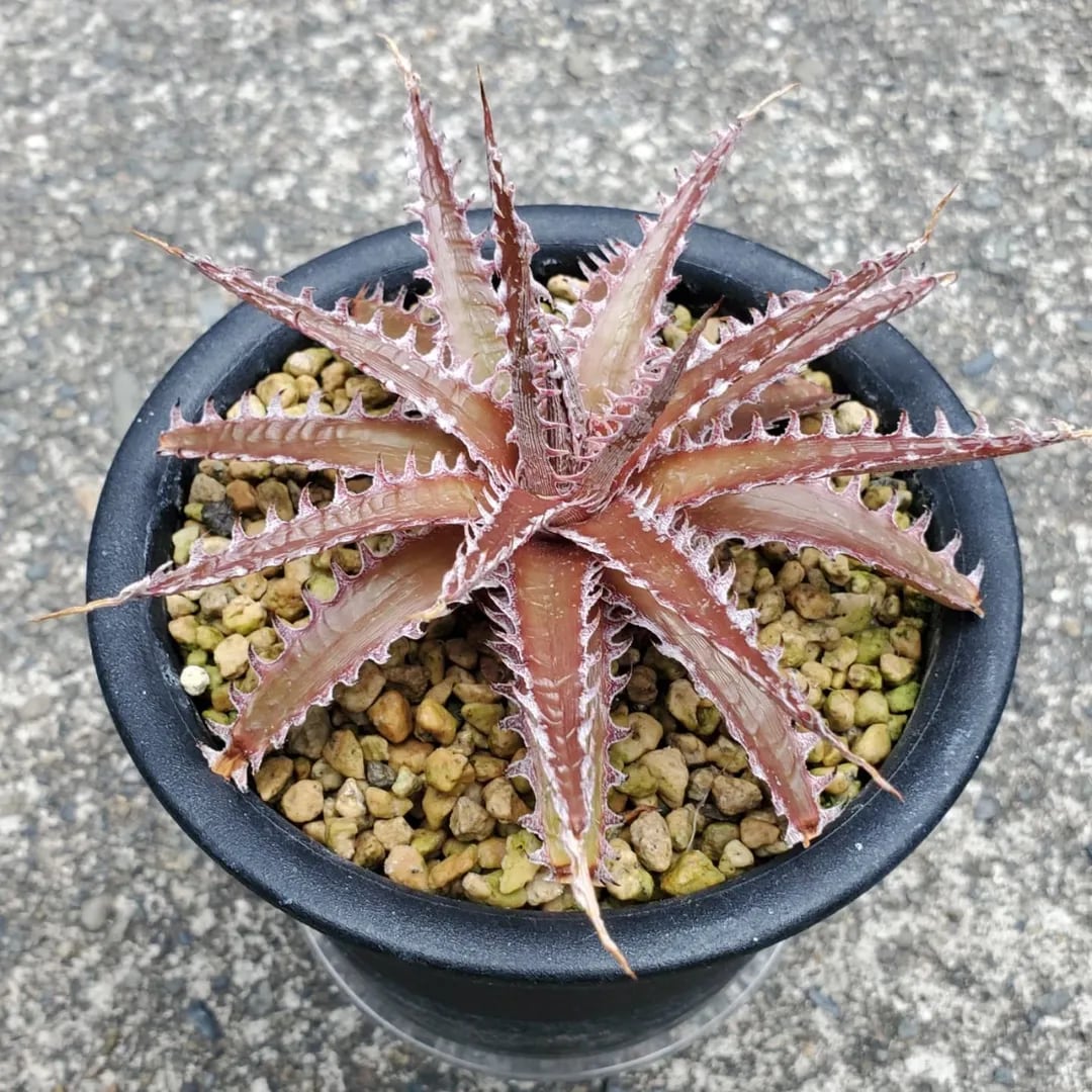 特大親株 レースプラント レアプランツ通販サイトPlants Maniax(プランツ・マニアックス)