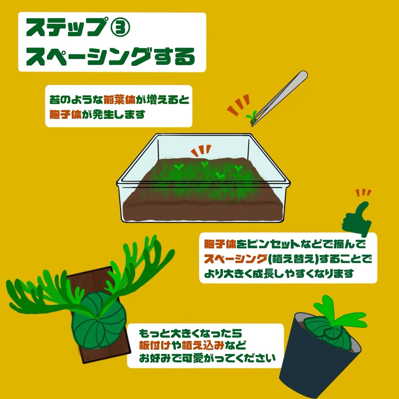 ビカクシダ胞子培養スターターキット P.willinckii【P30】